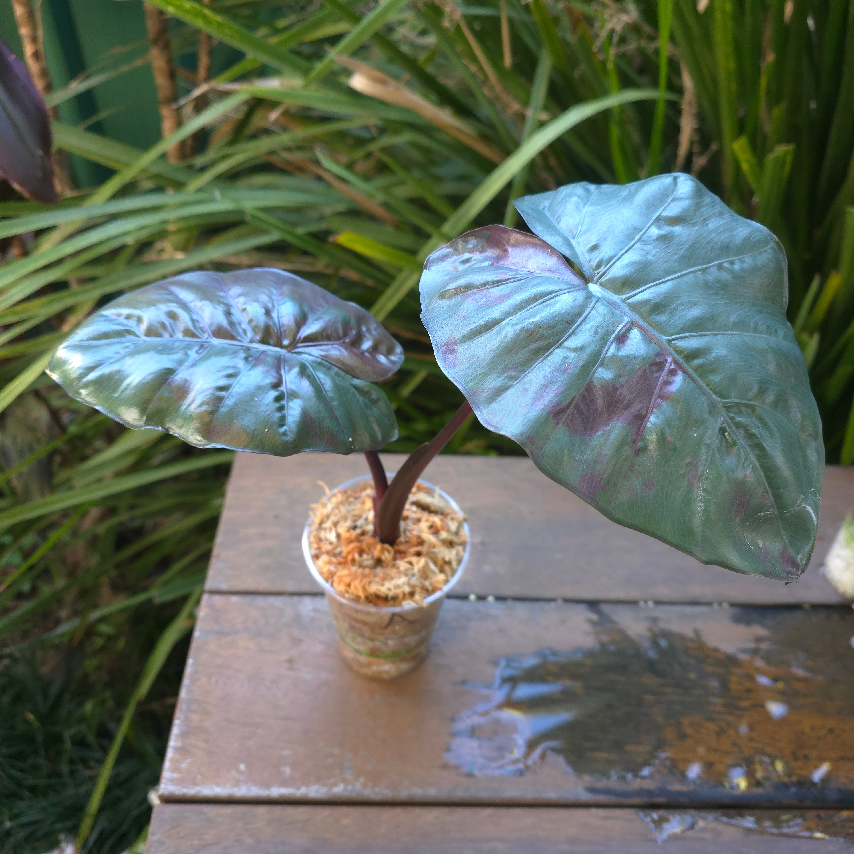 3x🌿SUPER Rare🌿 Alocasia Yucatan Princess variegated, HIGH VAR, non tc