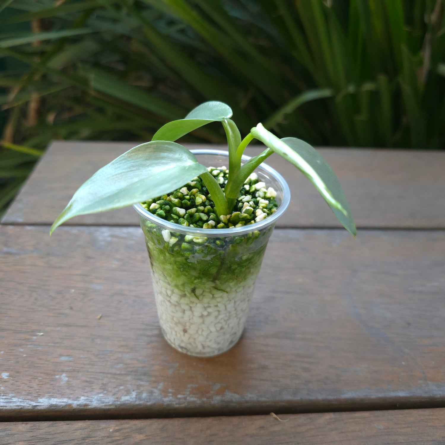 Rare Philodendron Silversword Variegated Established plant lower variegation Non tc