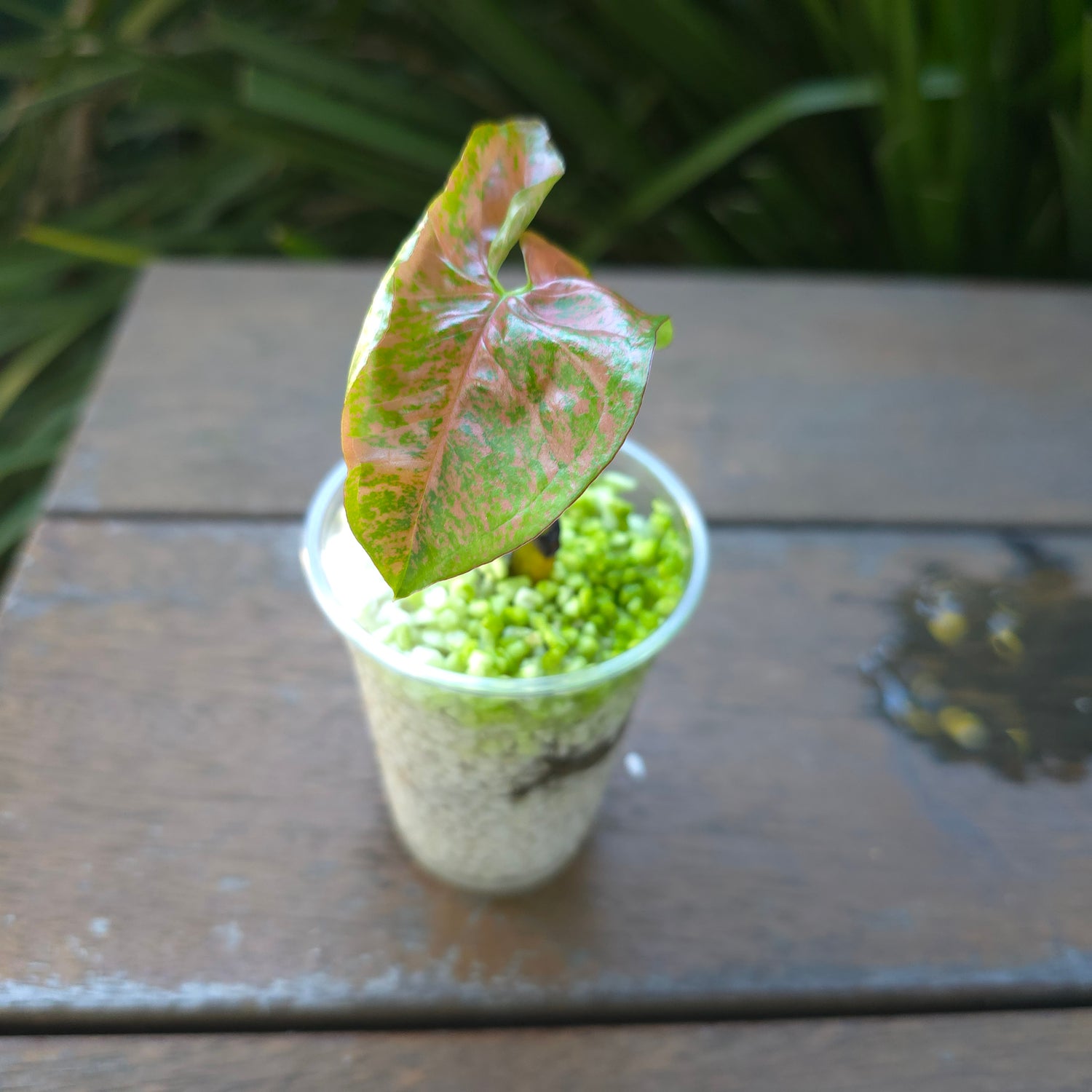 Rare Syngonium Pink Flecked established little Plant non tc