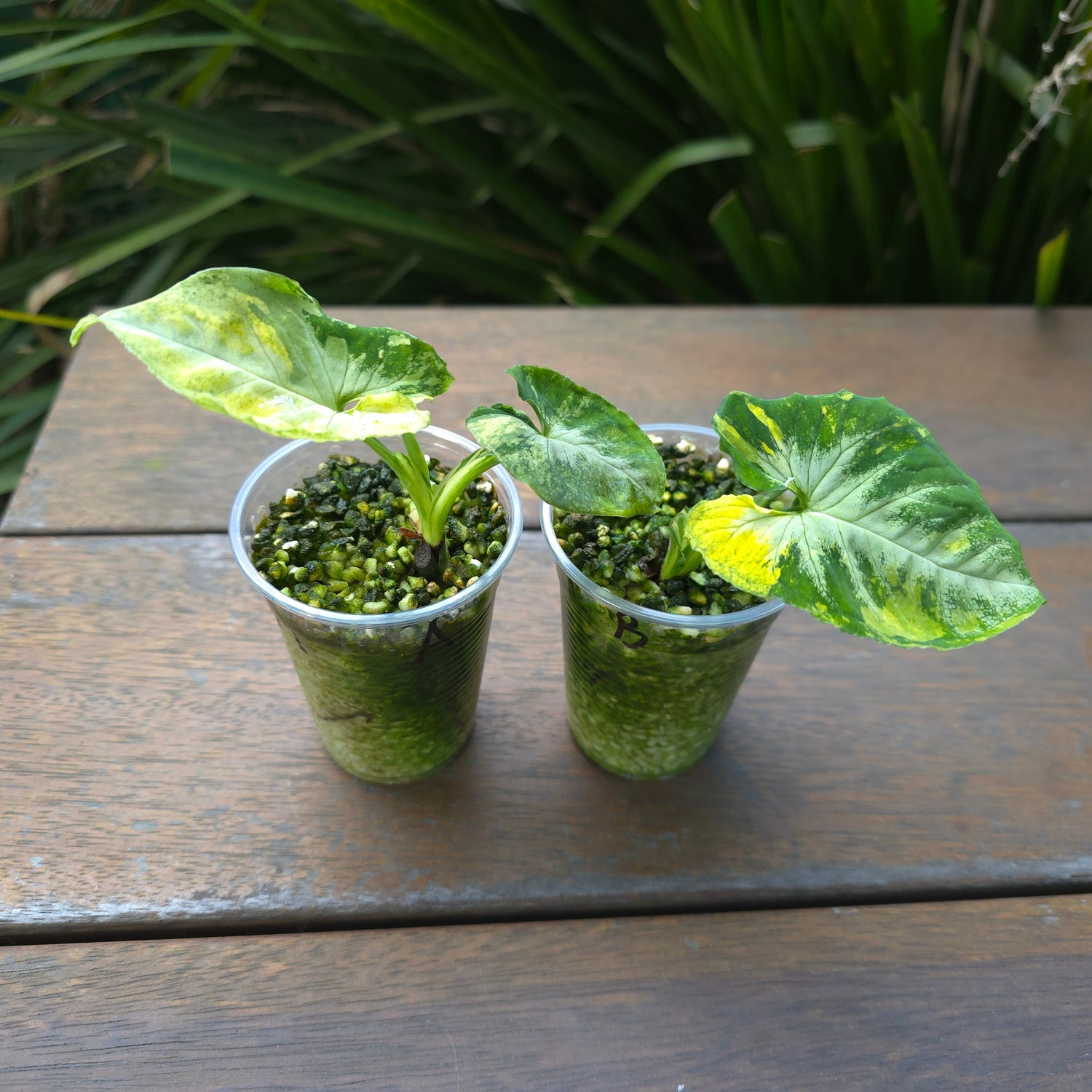 2x avail🌿Super Rare🌿 Syngonium Scrambled Eggs established plants non tc