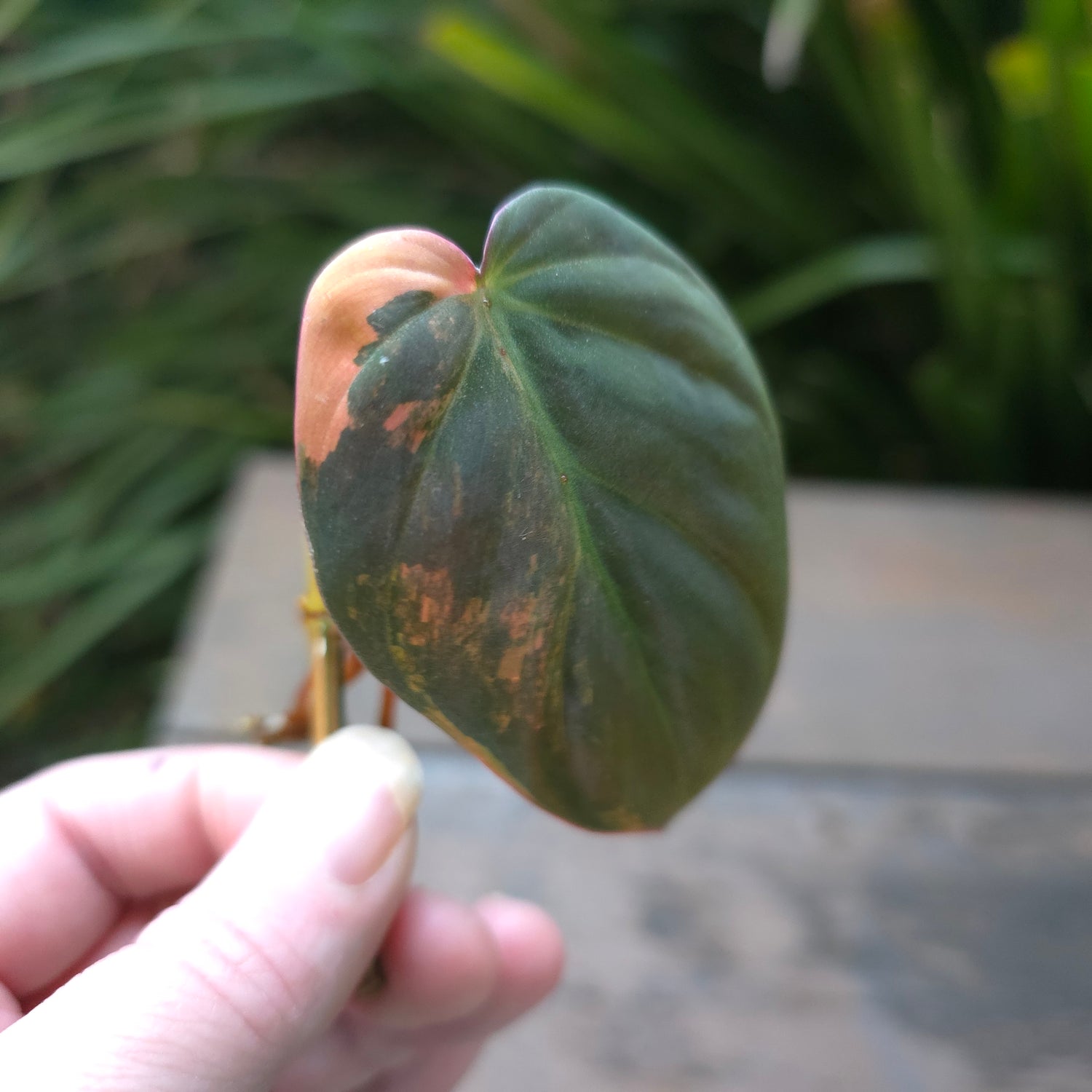 🌿2 Avail🌿 Rare Philodendron Micans Variegated semi rooted cuttings non tc.