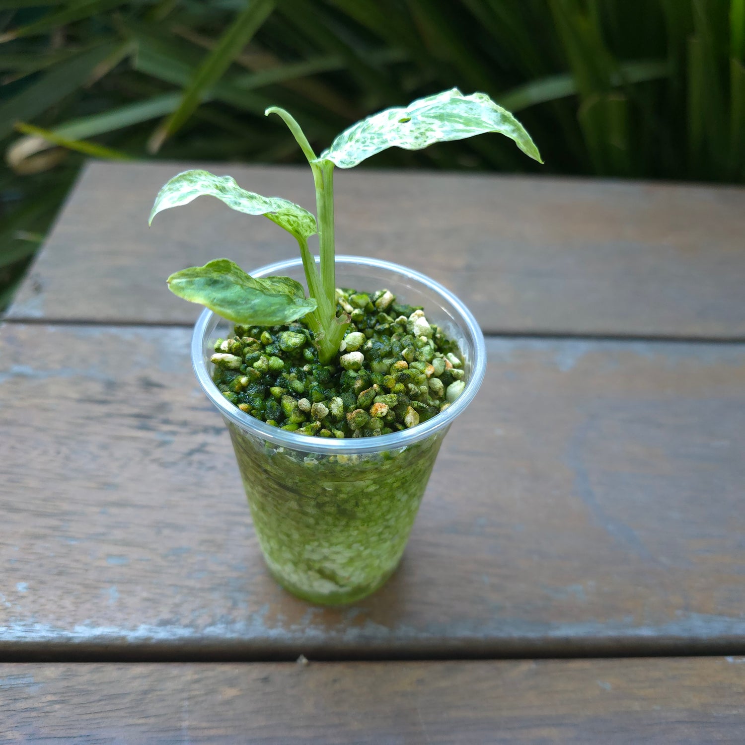 Rare Monstera Adansonii Mottled / Mint variegated plant non tc