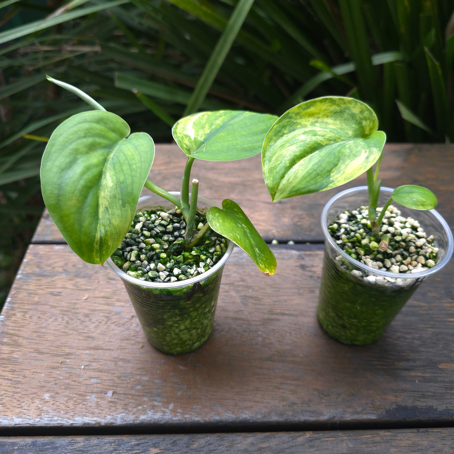 2x avail🌿Rare Scindapsus Jade Satin Aurea variegated established plants non tc🌿