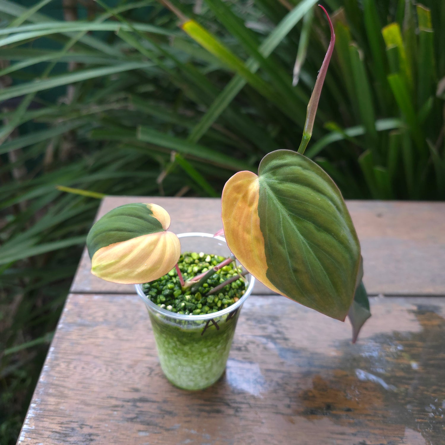 3x avail 🌿Rare Philodendron Micans Variegated est plants non tc🌿