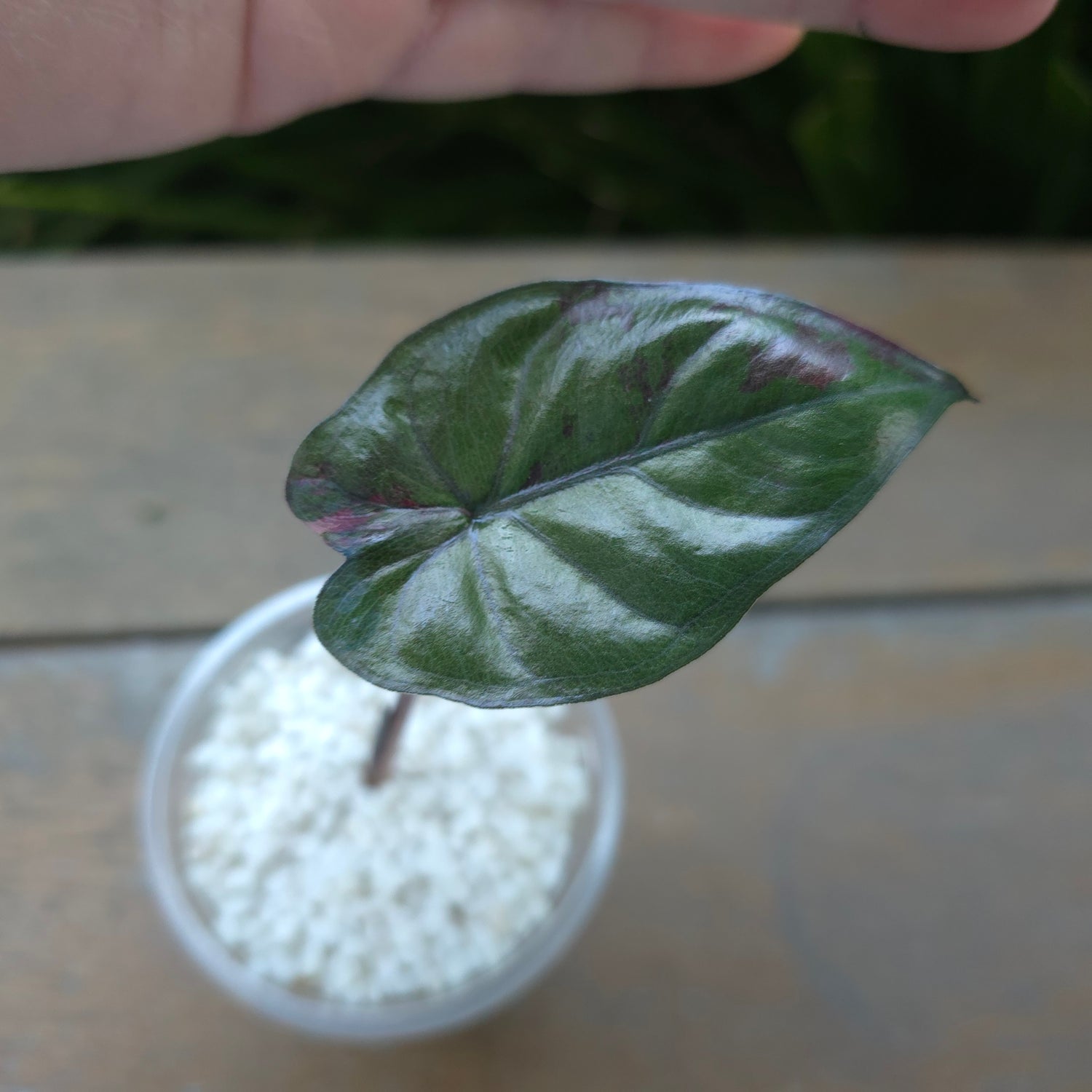 2x🌿SUPER Rare🌿 Alocasia Yucatan Princess variegated,non tc