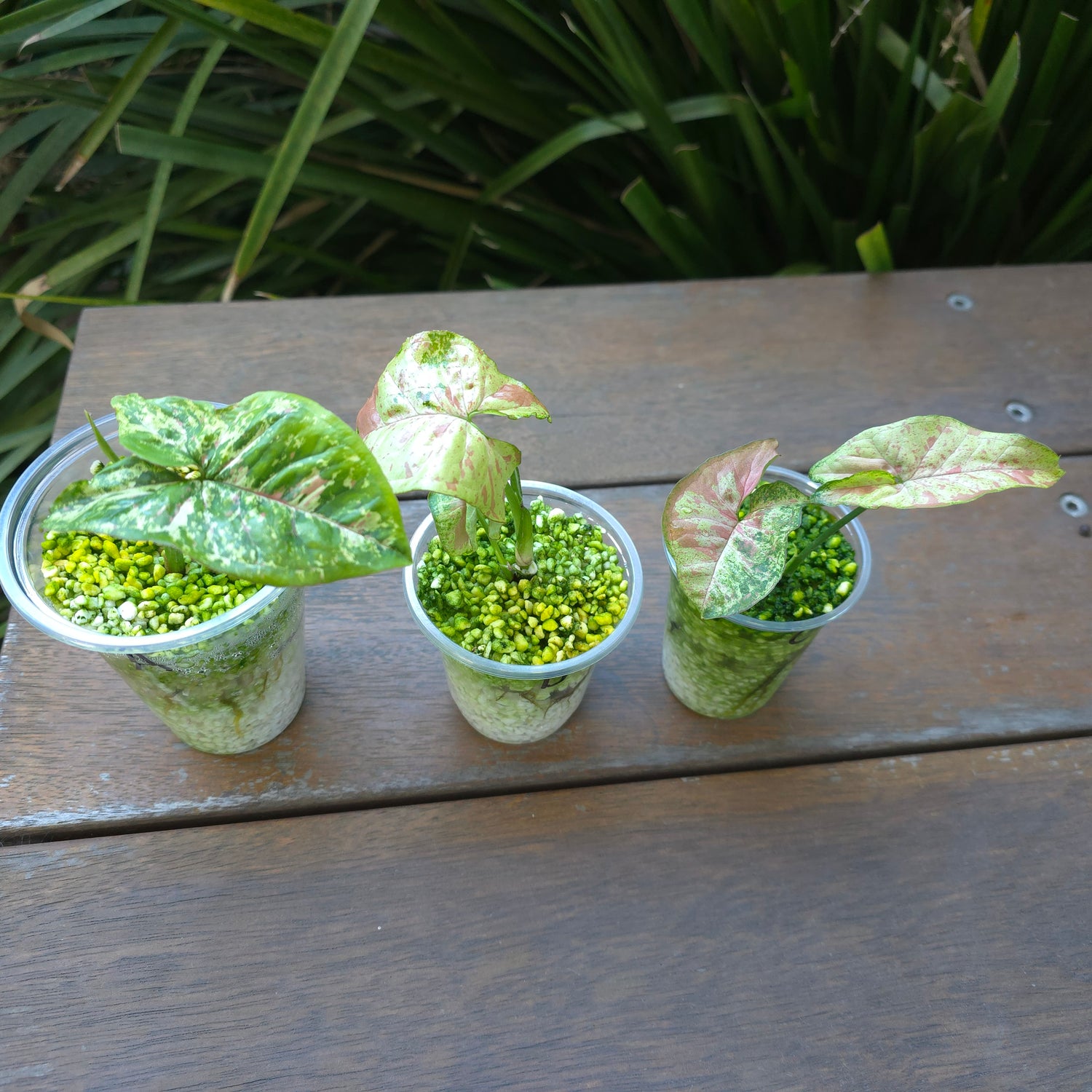 3x avail🌿Rare Syngonium Confetti Tricolour established plants non tc Highly patterned!