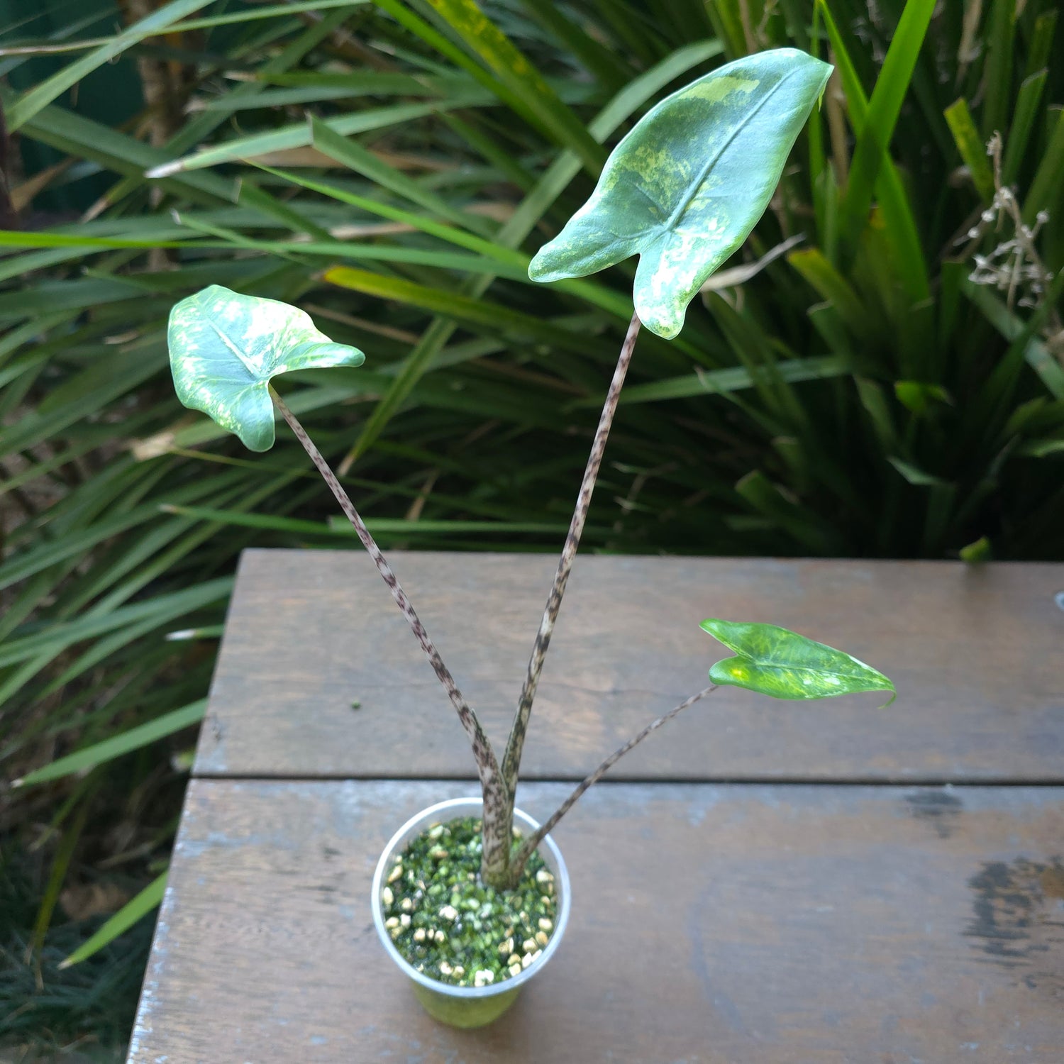 🌿Super Rare🌿 Alocasia Zebrina Variegated established plant non tc