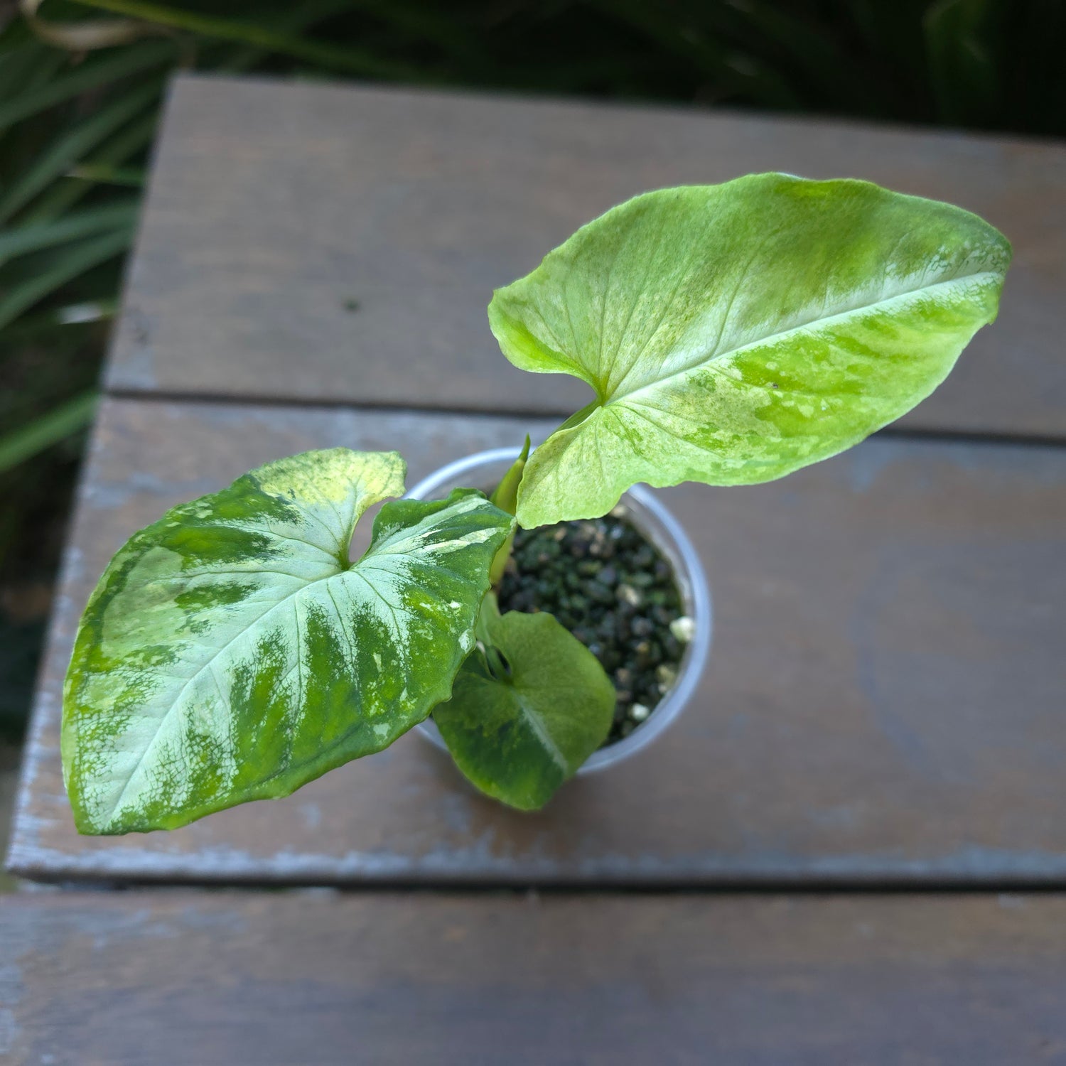 🌿Super Rare🌿 Syngonium Scrambled Eggs established plant non tc