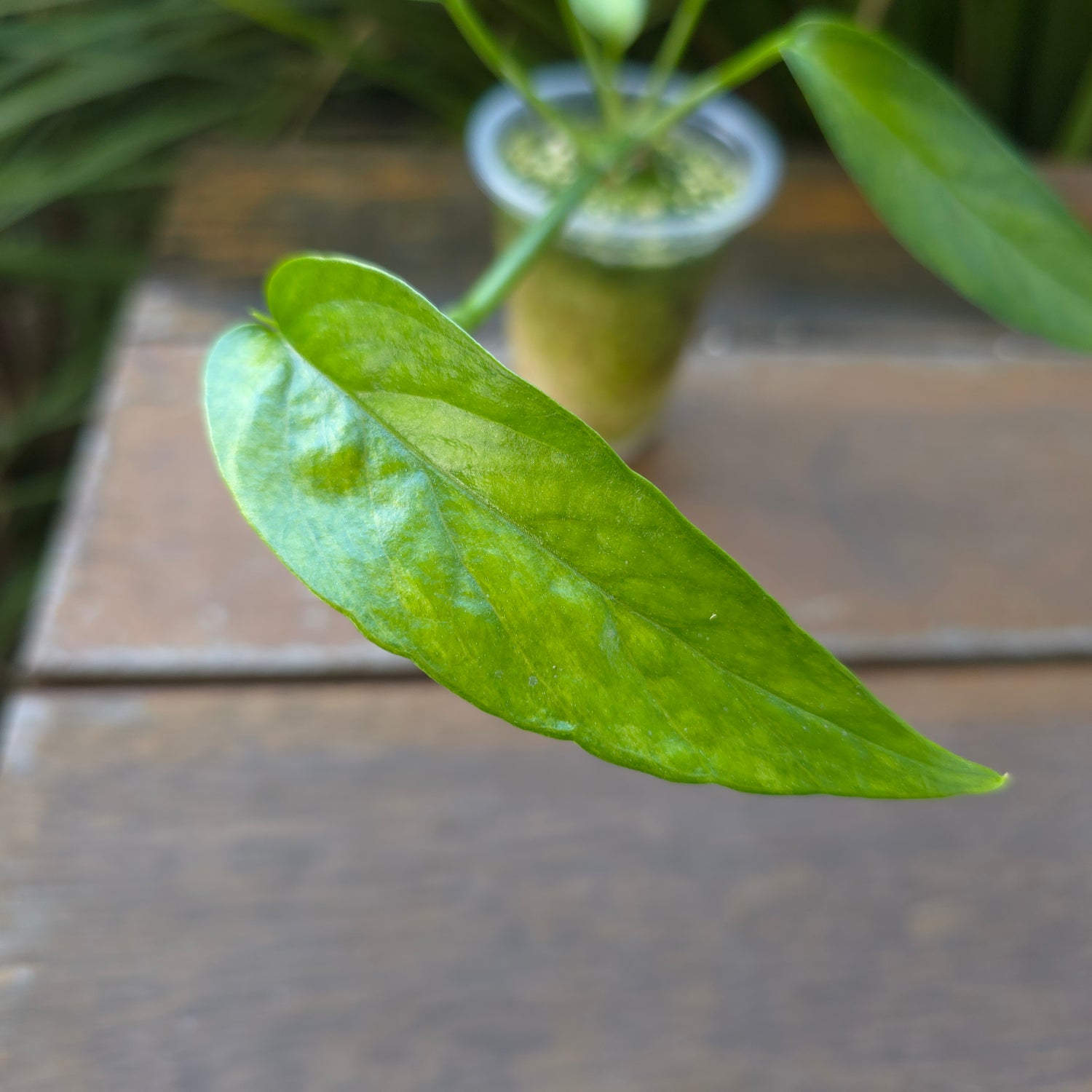 🌿Updated pics🌿Rare Epipremnum Pinnatum Mint variegated established plant