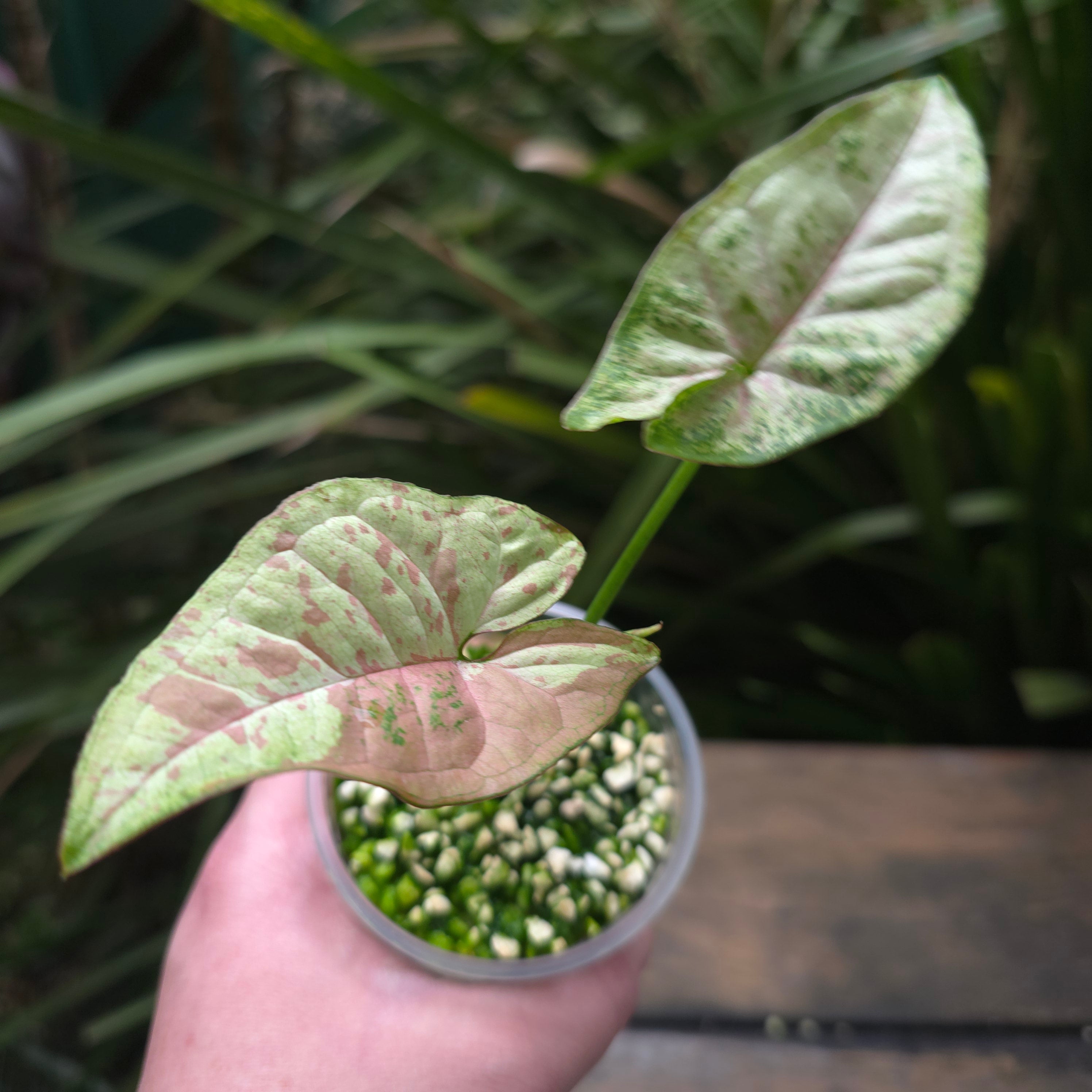 2x Avail Rare Syngonium Confetti Tricolour established Plants non tc