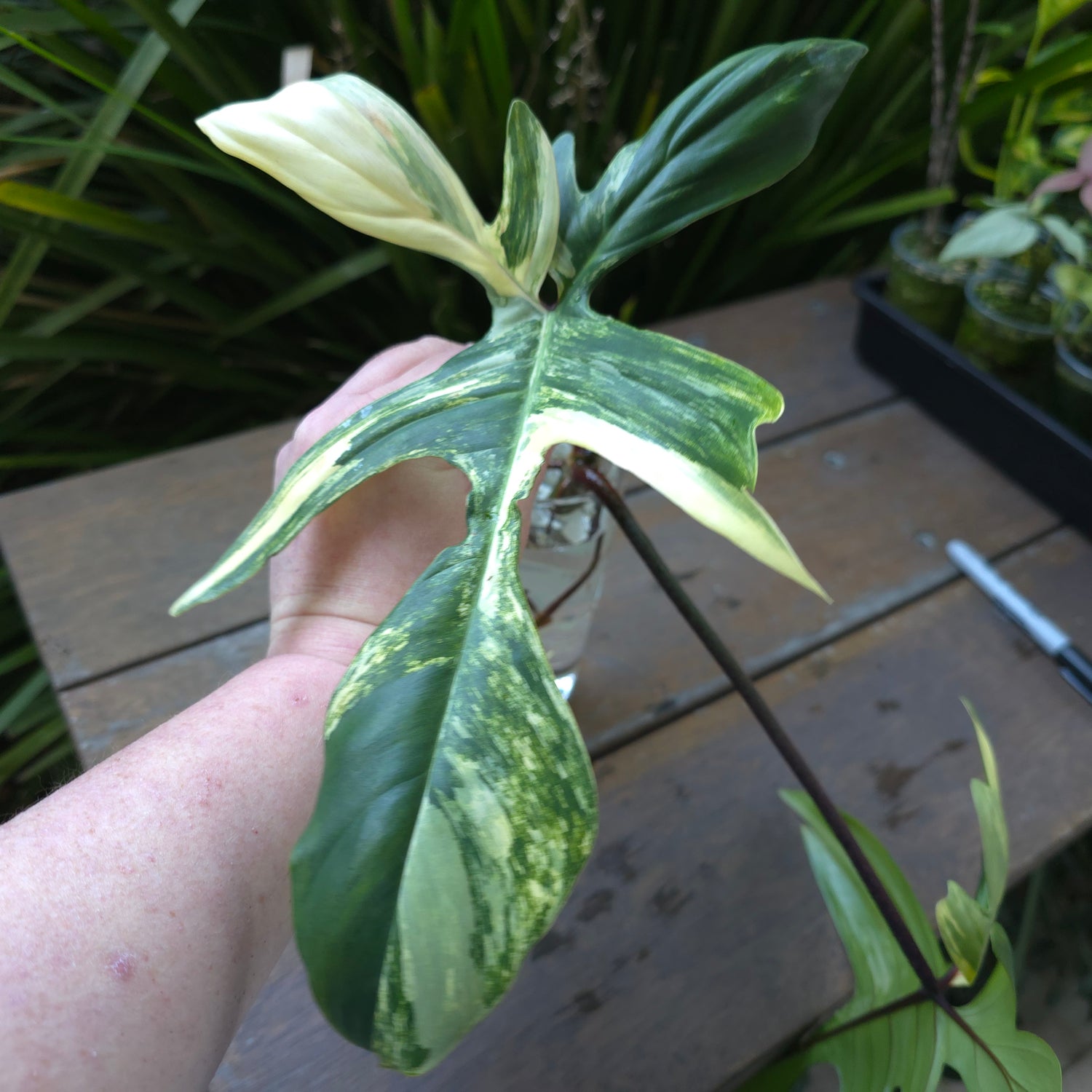 2x avail🌿Rare Philodendron Florida Beauty Variegated ROOTED cuttings