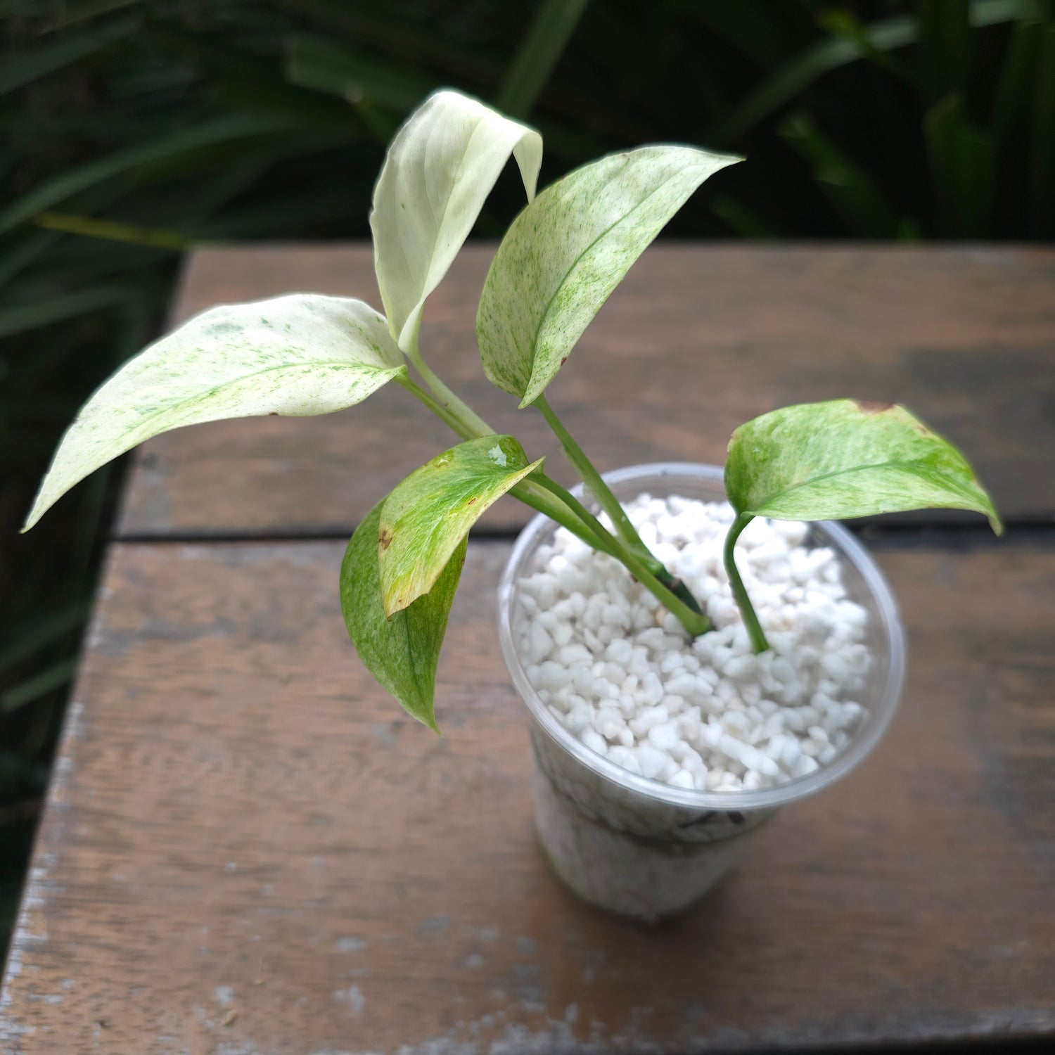 2x avail Monstera Laniata Mint Variegated est baby plants Non TC