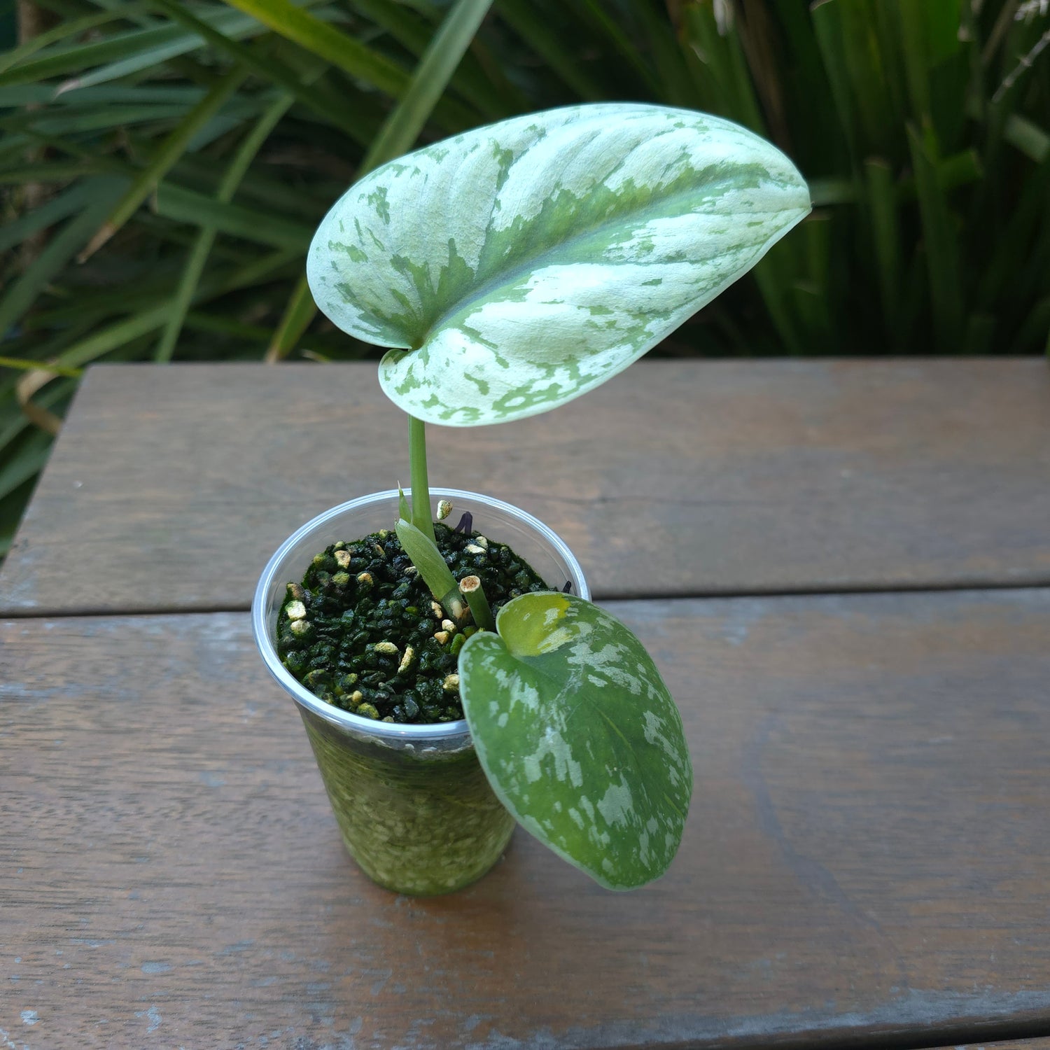 2x avail🌿Rare Scindapsus Mayari Aurea variegated little plants non tc🌿VARIEGATION VISIBLE