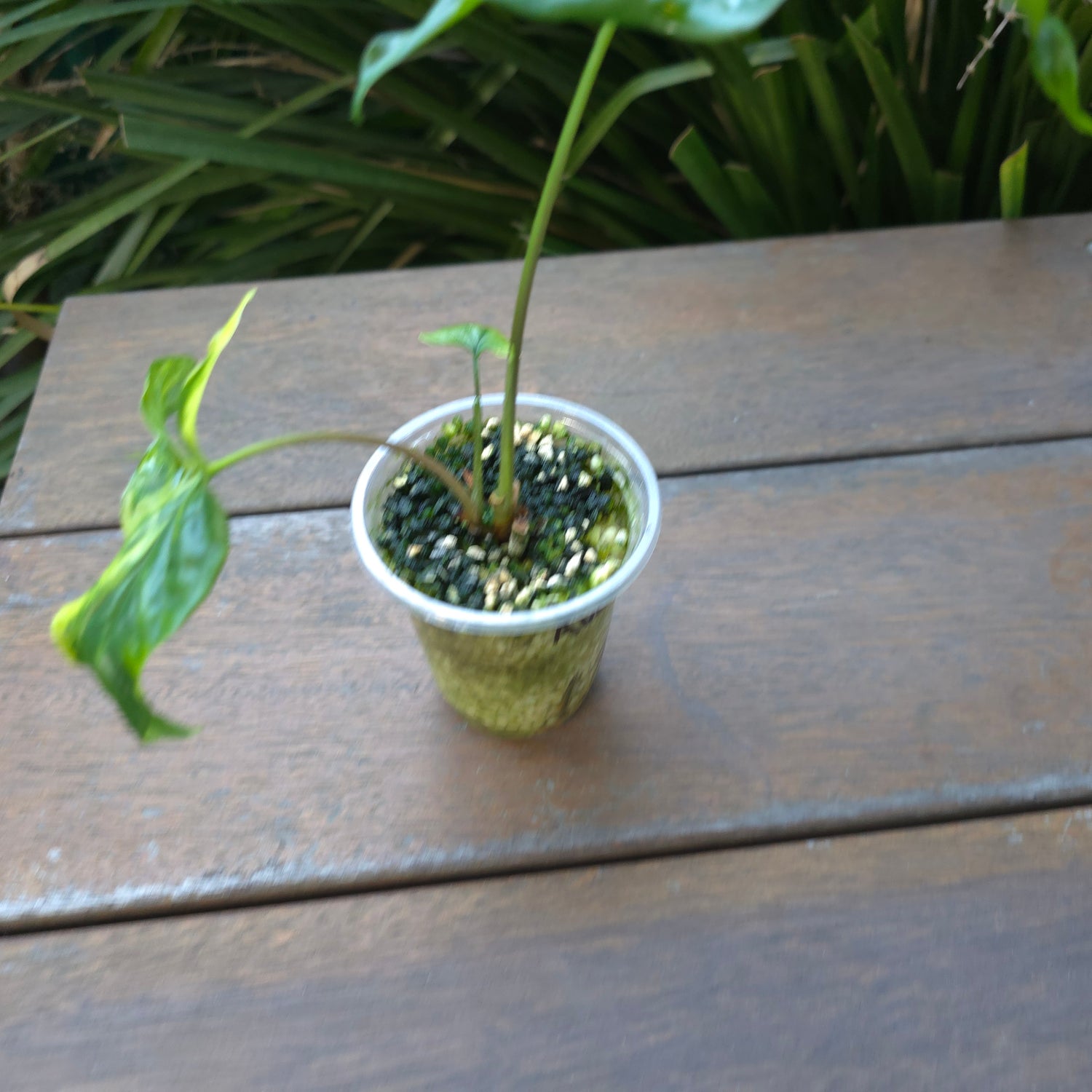 🌿Rare Syngonium Aurea variegated established plant non tc🌿