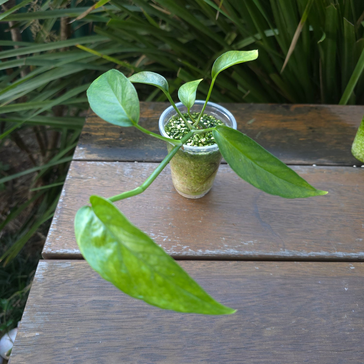 🌿Updated pics🌿Rare Epipremnum Pinnatum Mint variegated established plant