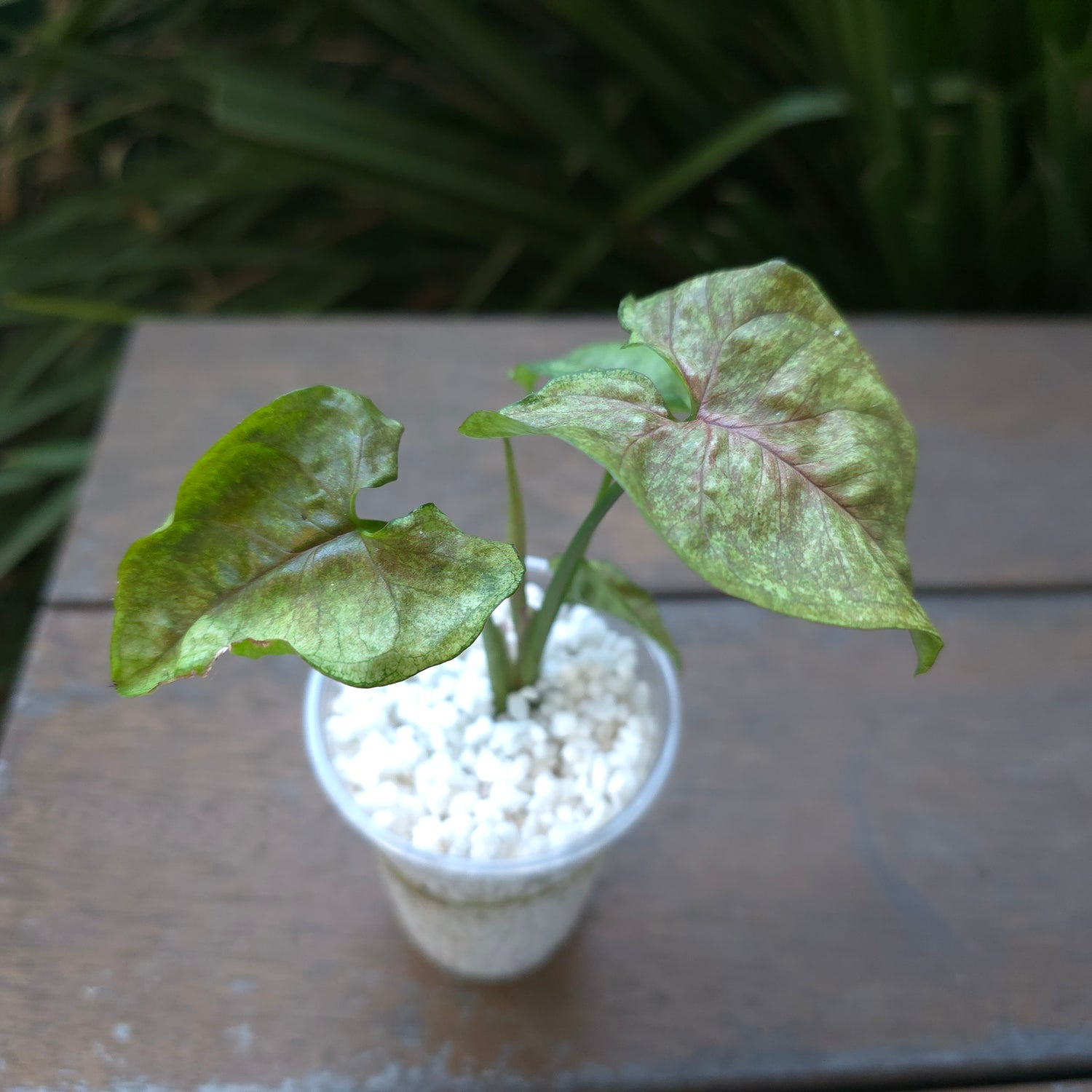 Rare Syngonium Matcha Sprinkle established plant non tc