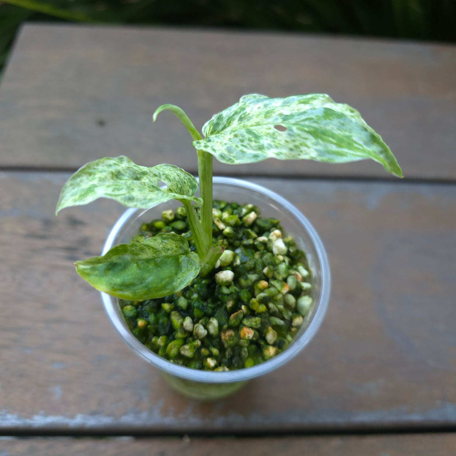 Rare Monstera Adansonii Mottled / Mint variegated plant non tc