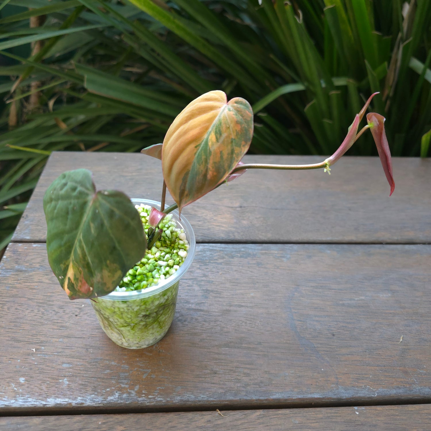 Rare Philodendron Micans Variegated established plant