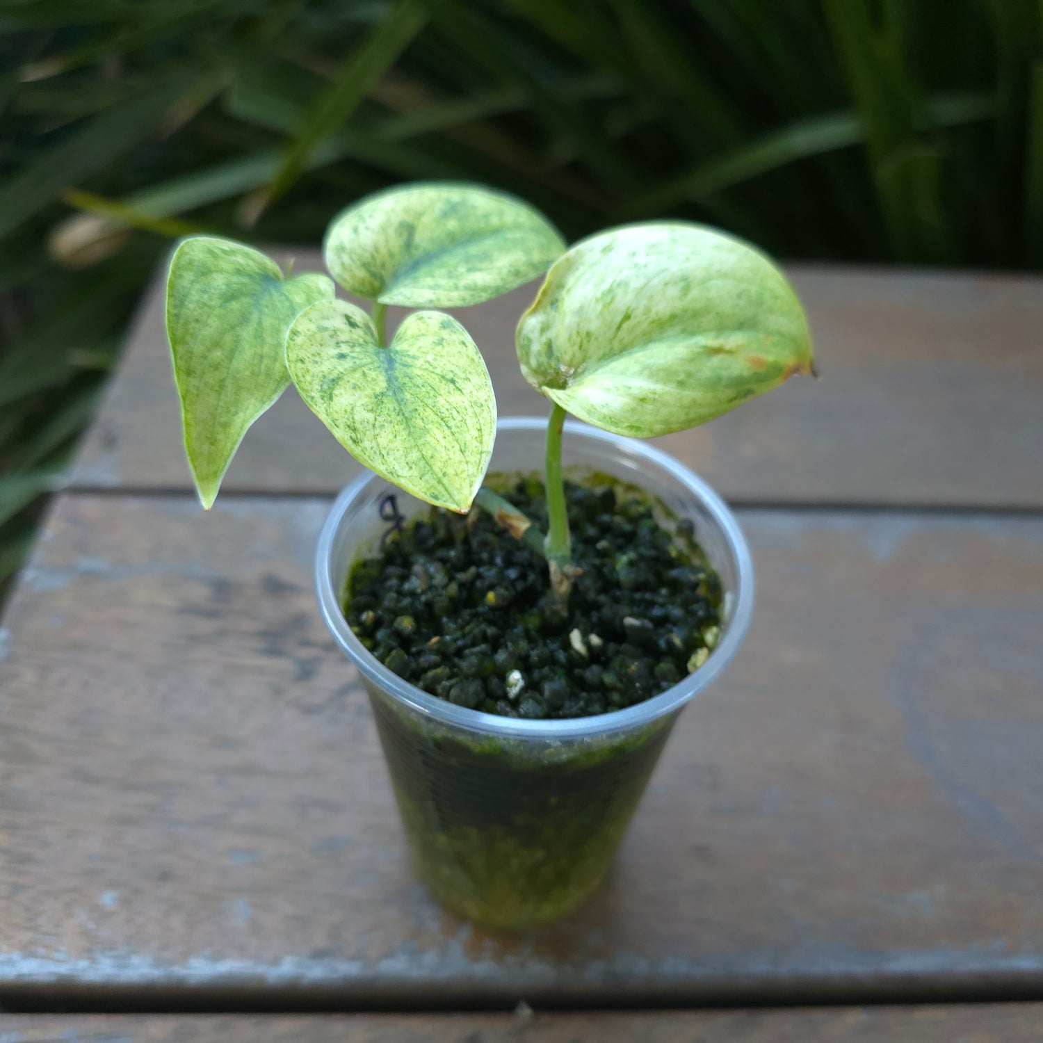 🌿Rare Scindapsus Jade Satin white Mint Variegated plant🌿