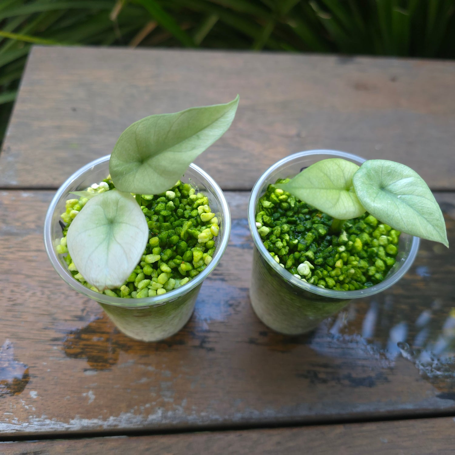 2x🌿Super Rare🌿 Alocasia Sinuata Mint variegated baby plants (Full var)