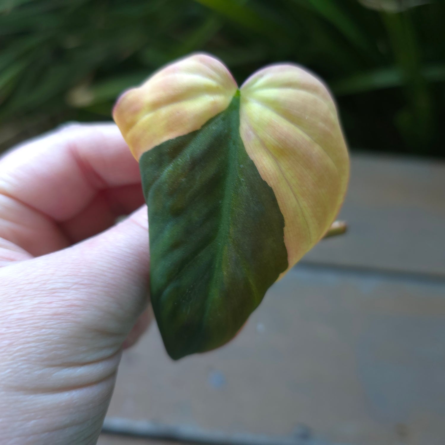 🌿4x Avail🌿 Rare Philodendron Micans Variegated rooted cuttings non tc.