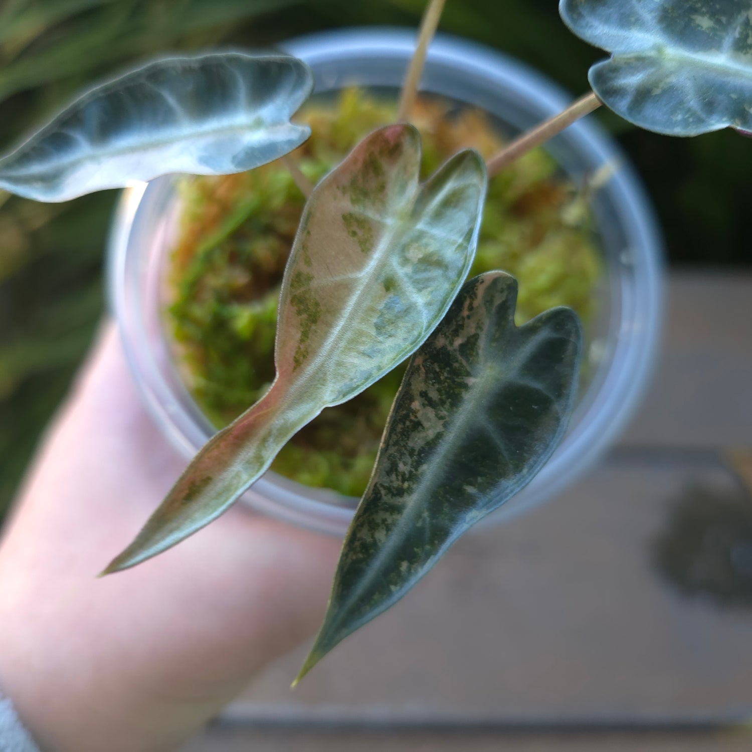 🌿Rare Alocasia Bambino Variegated baby plant Non TC.