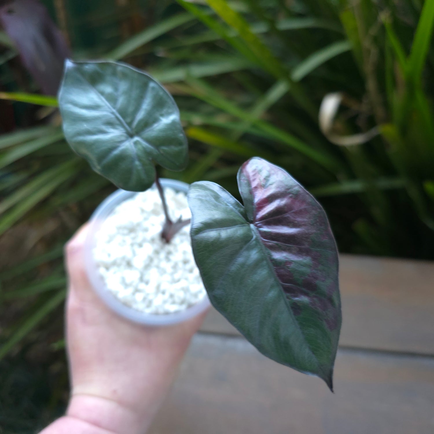 2x🌿SUPER Rare🌿 Alocasia Yucatan Princess variegated,non tc