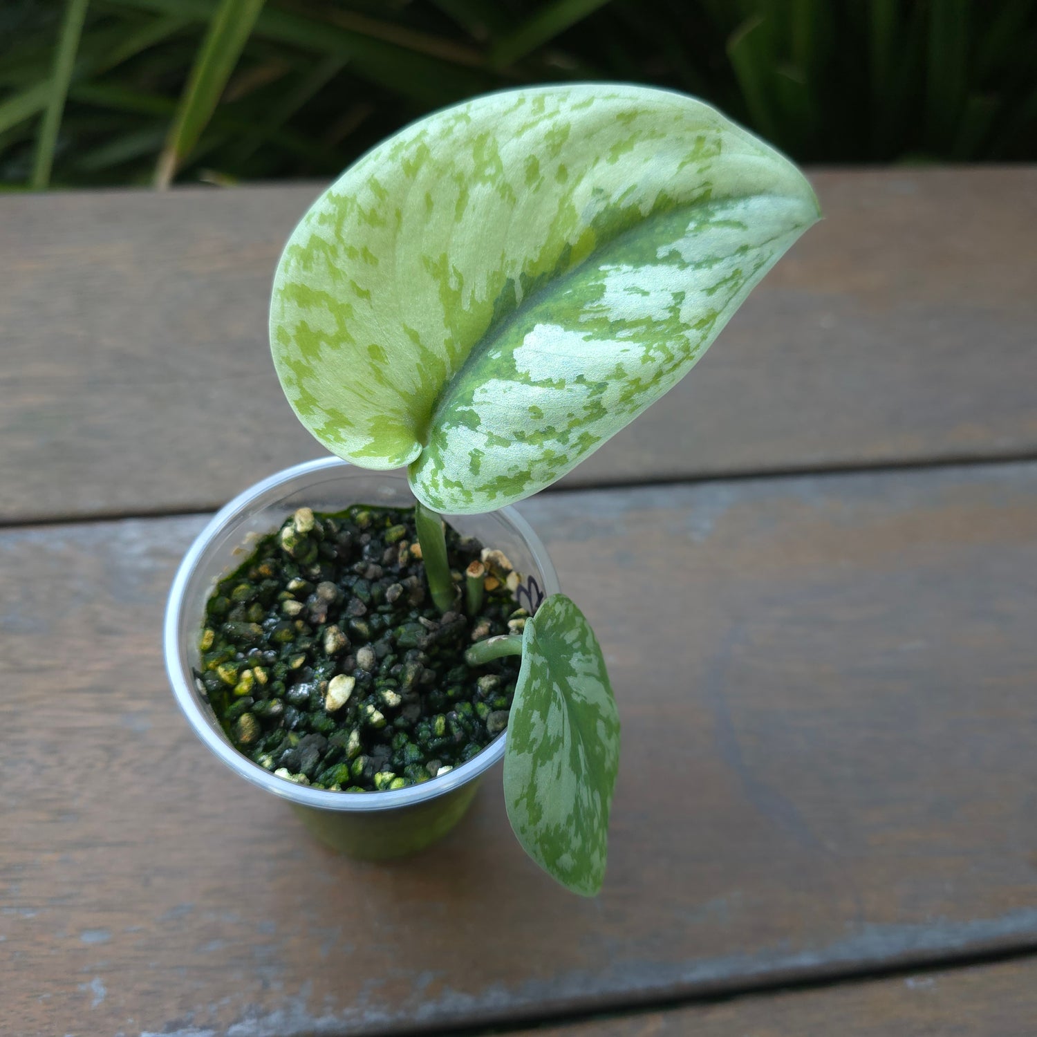 2x avail🌿Rare Scindapsus Mayari Aurea variegated little plants non tc🌿VARIEGATION VISIBLE