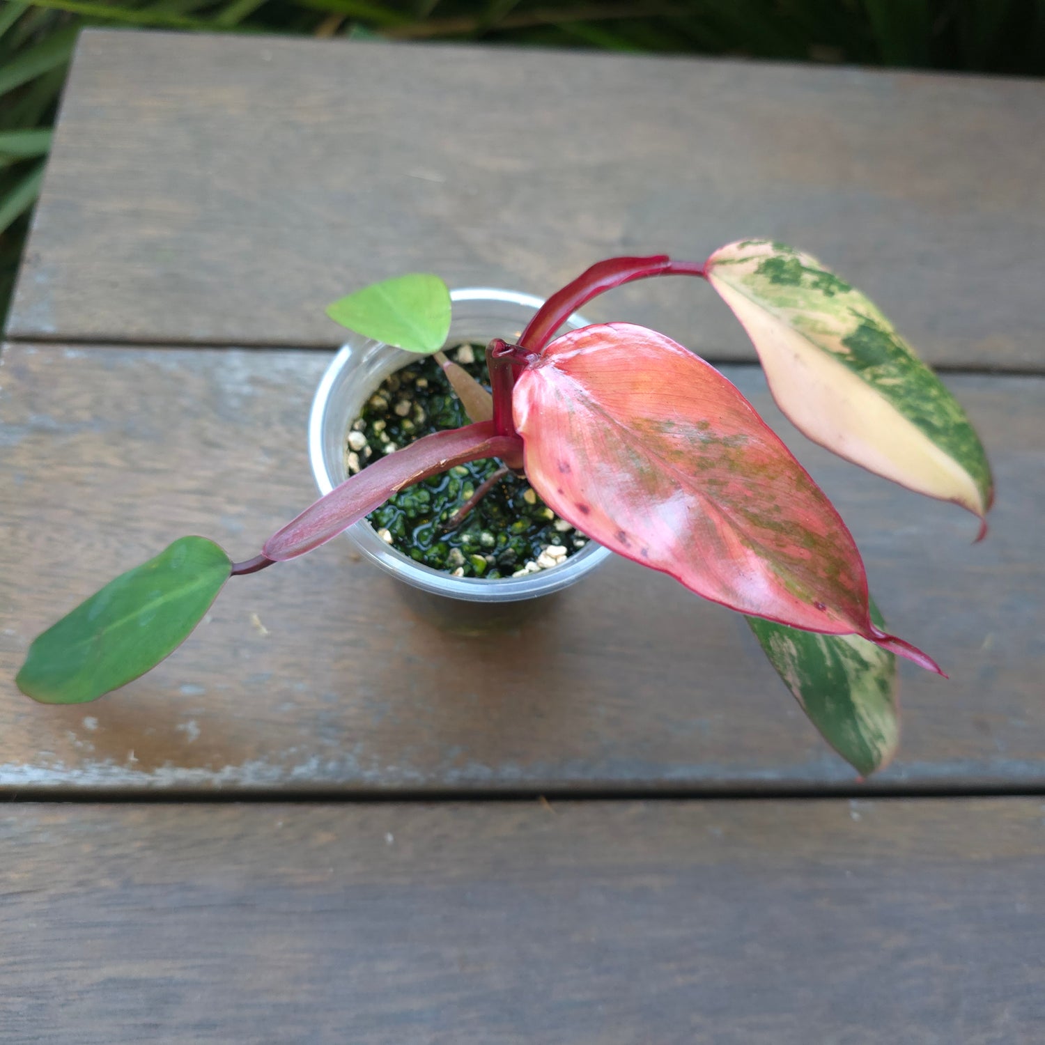 Rare Philodendron Strawberry Shake established Plant  non tc.