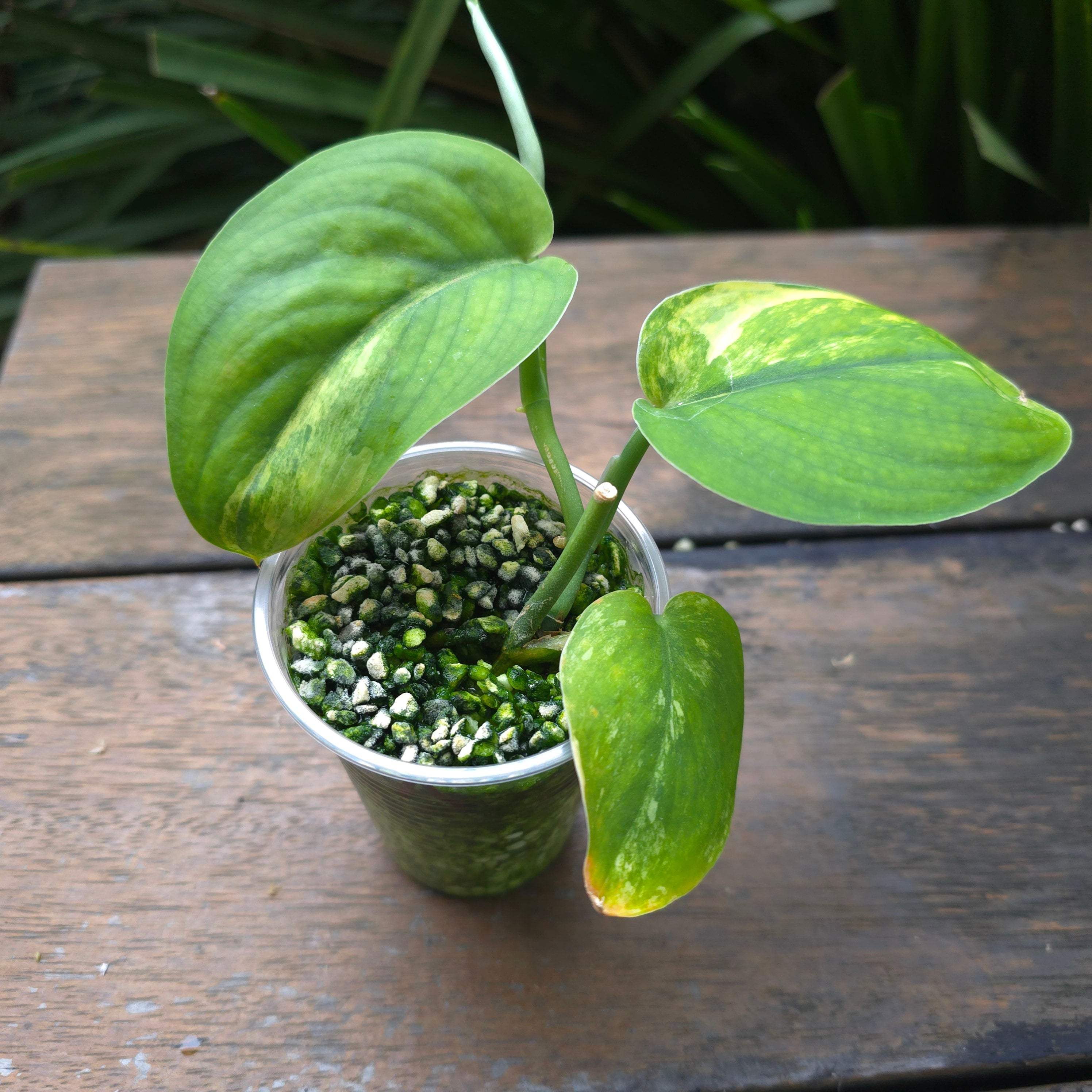 2x avail🌿Rare Scindapsus Jade Satin Aurea variegated established plants non tc🌿