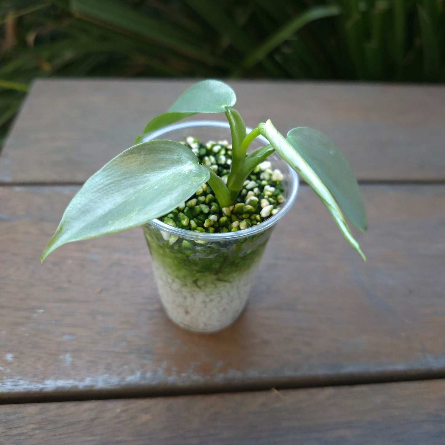Rare Philodendron Silversword Variegated Established plant lower variegation Non tc