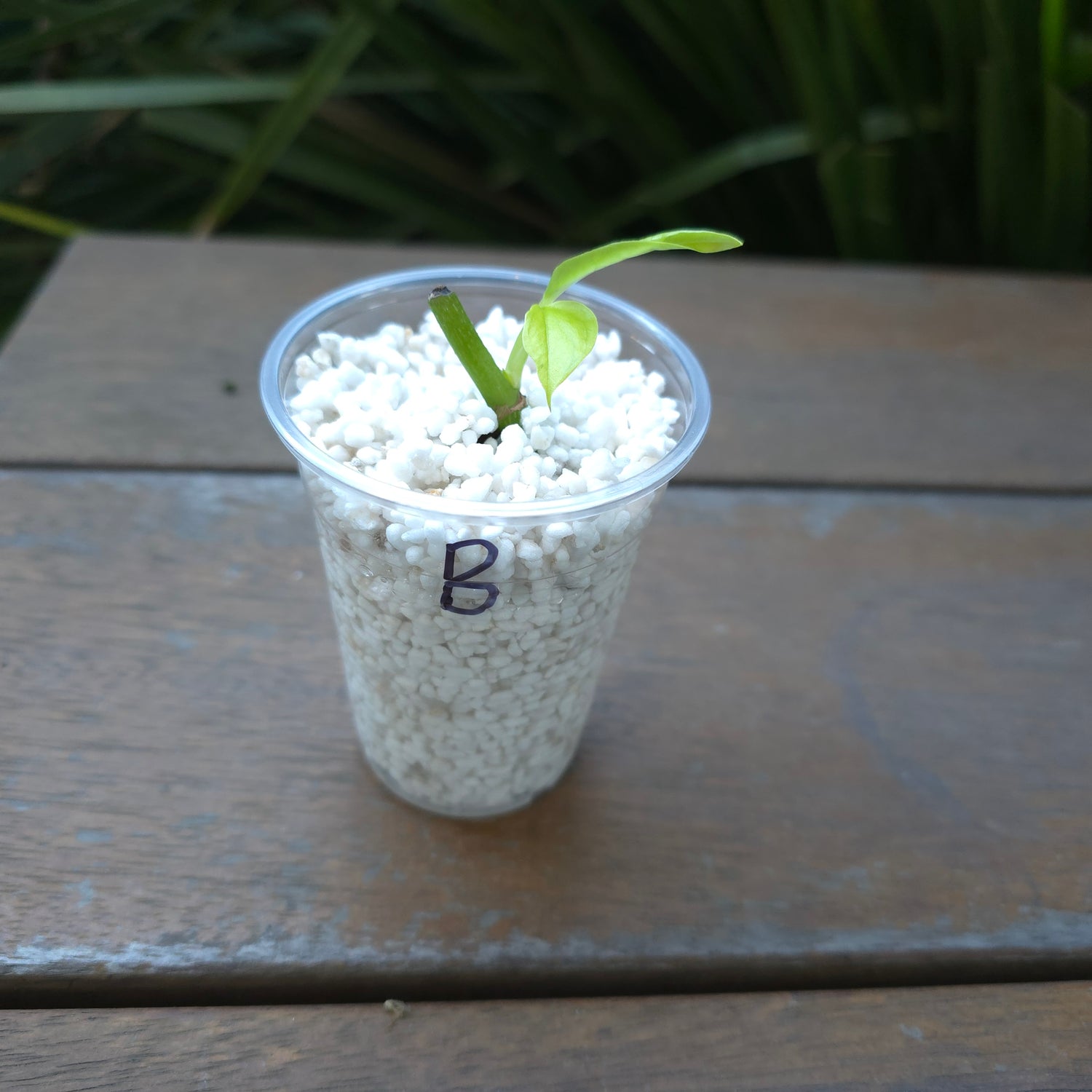 3x avail🌿Rare Epipremnum Pinnatum 'Neon' baby Plants🌿