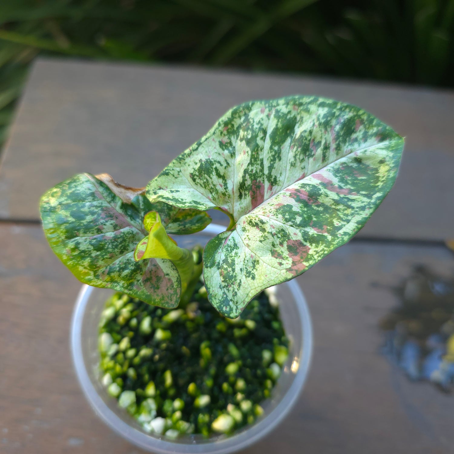 2x avail🌿Rare Syngonium Confetti Tricolour established plants non tc Highly patterned!