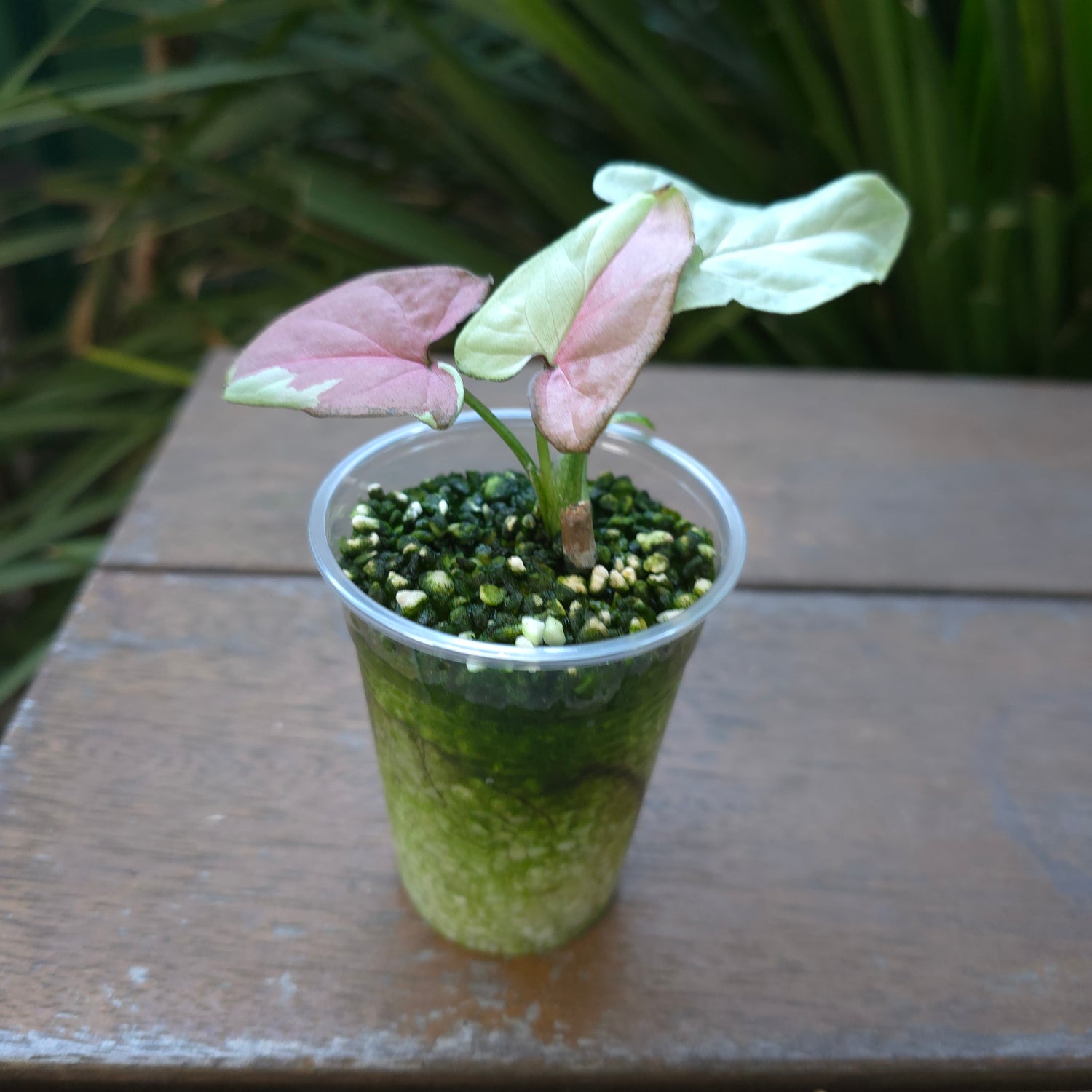 🌿 Rare Syngonium Strawberry Milk established plant non tc 🌿