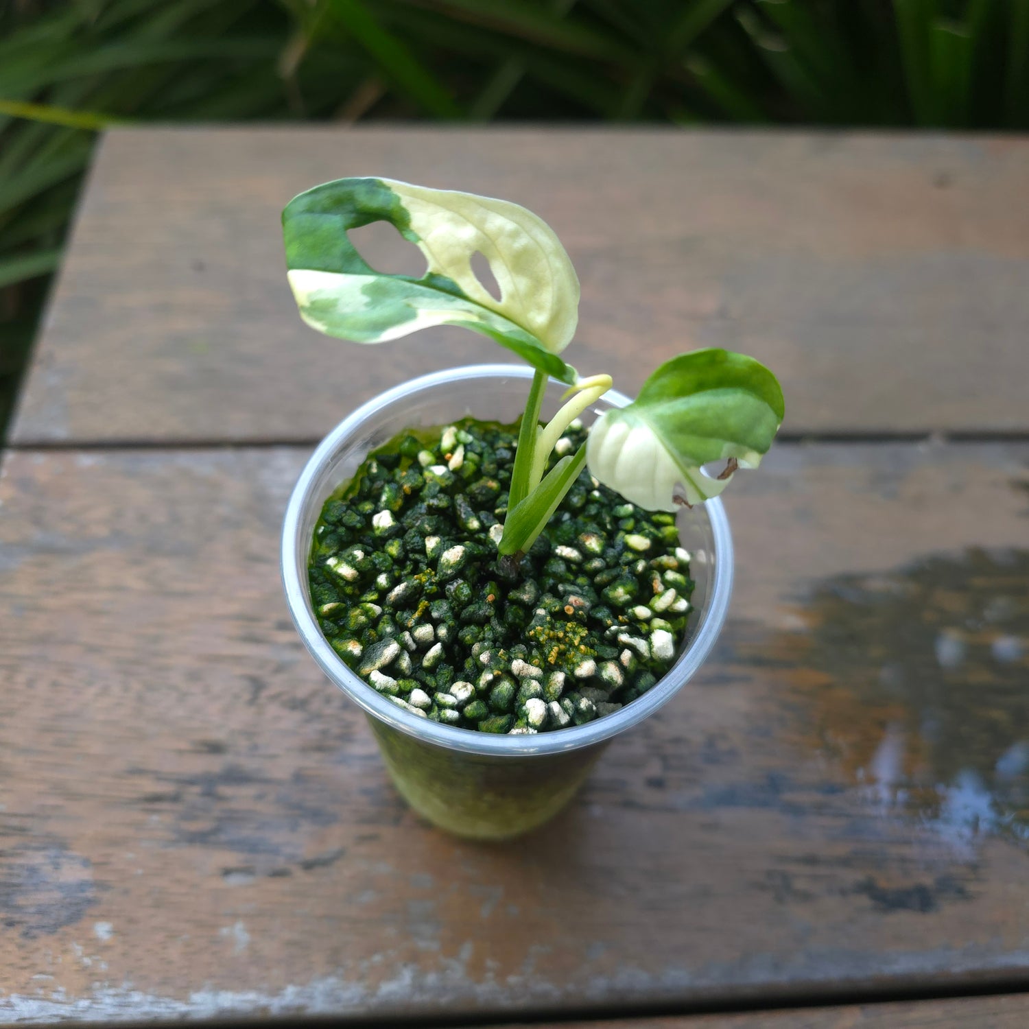 Rare Monstera Adansonii Albo Variegated baby plant non tc