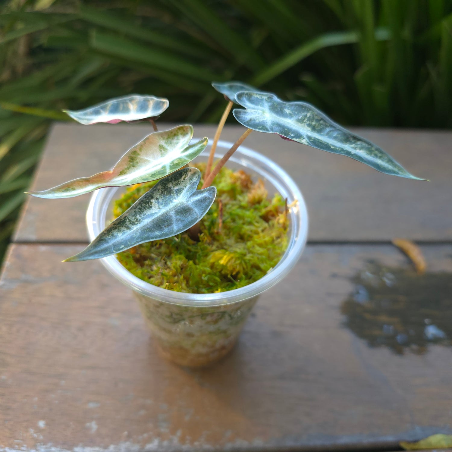 🌿Rare Alocasia Bambino Variegated baby plant Non TC.