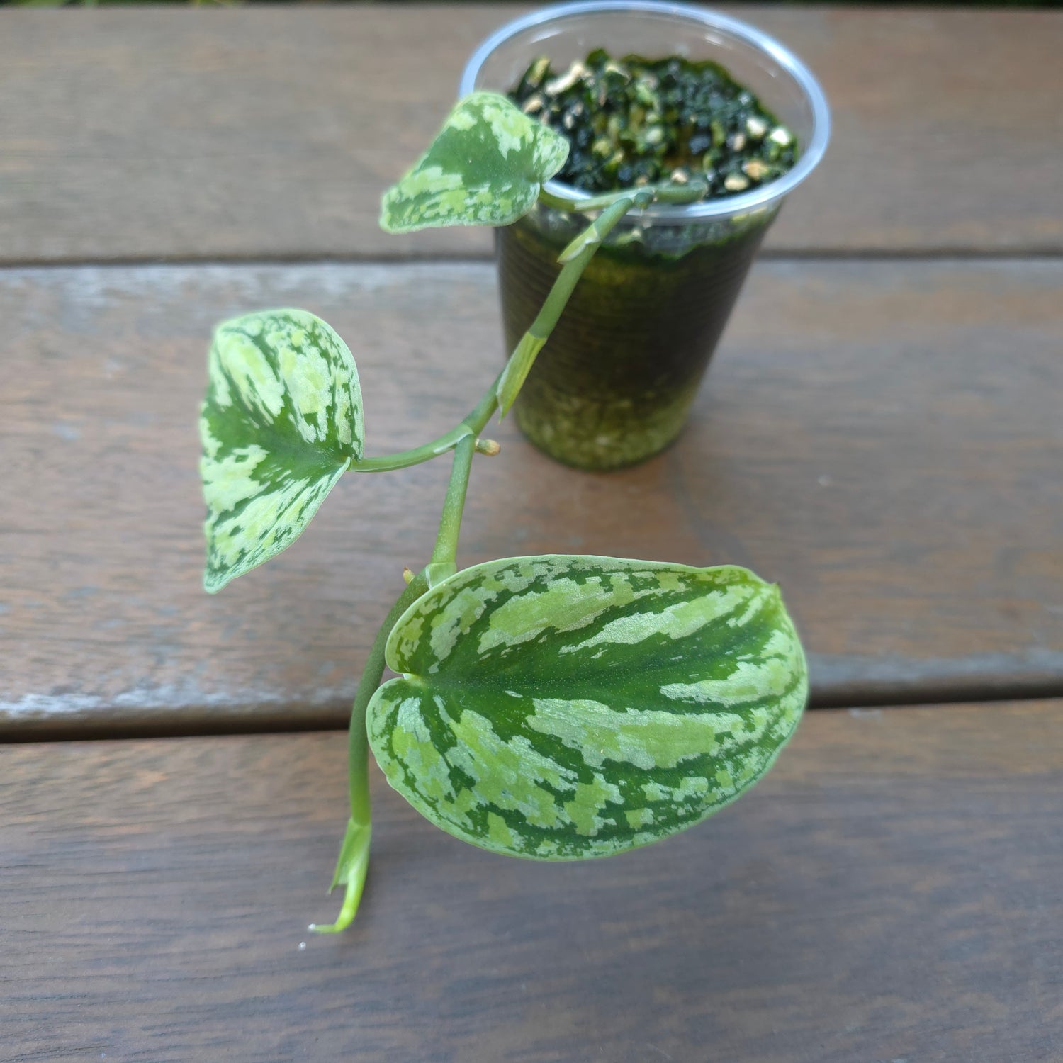 Rare Scindapsus Tricolour variegated established baby plant Non TC