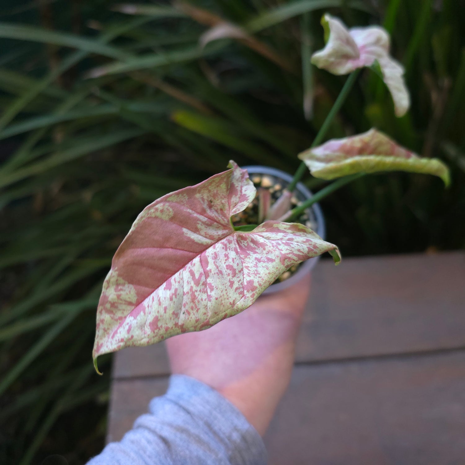 2x avail🌿 Rare Syngonium Milk Confetti established plants Non tc🌿