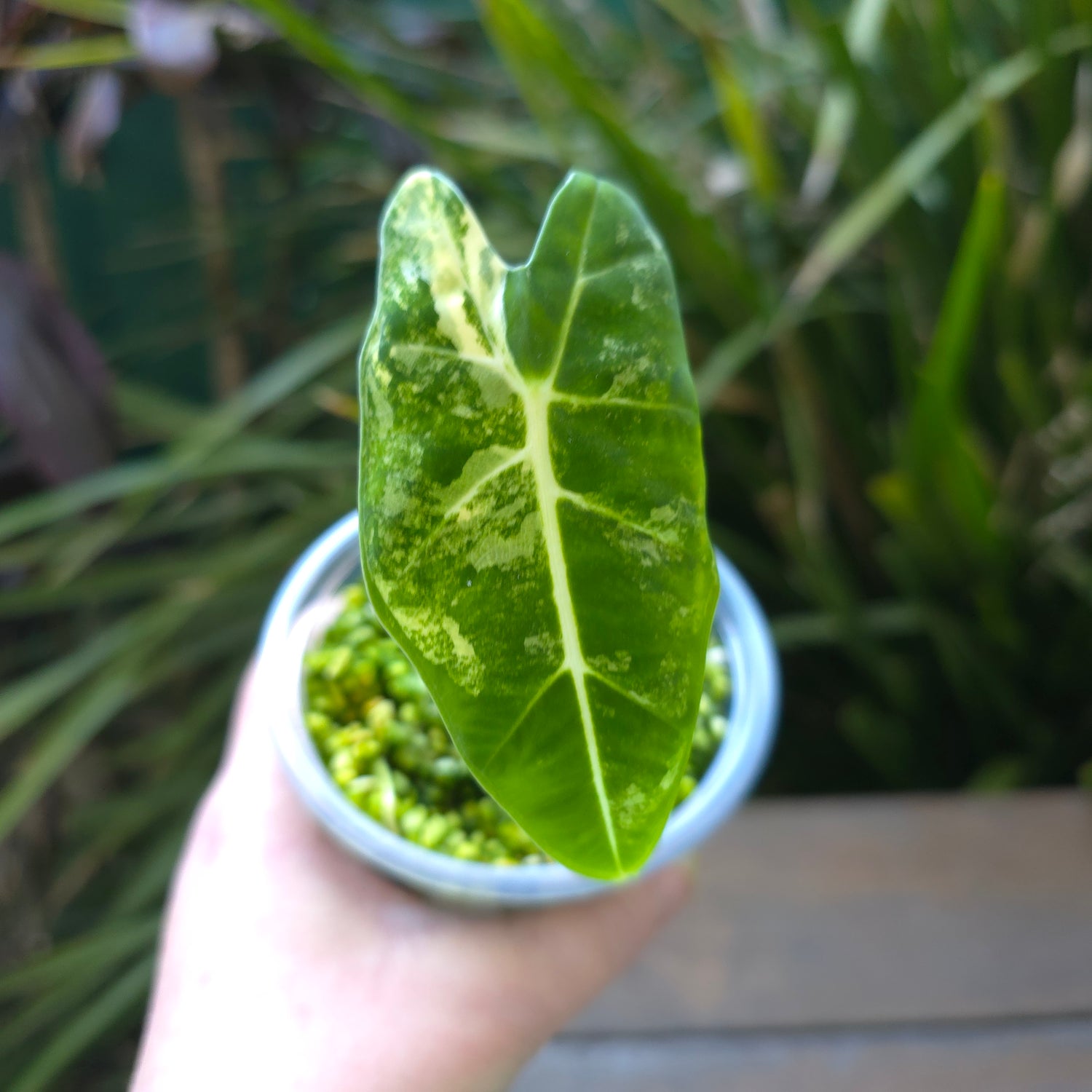 2x avail 🌿Rare Alocasia Frydek Albo Variegated plants non tc