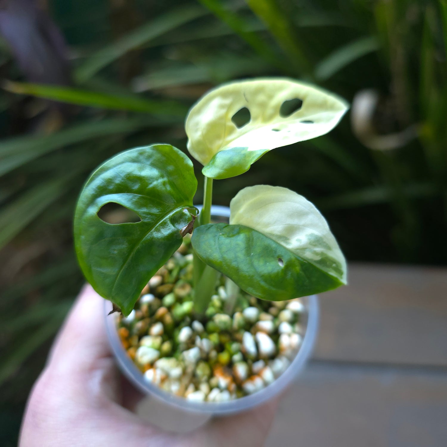 🌿Rare Monstera Adansonii Albo Variegated est baby plant Non tc