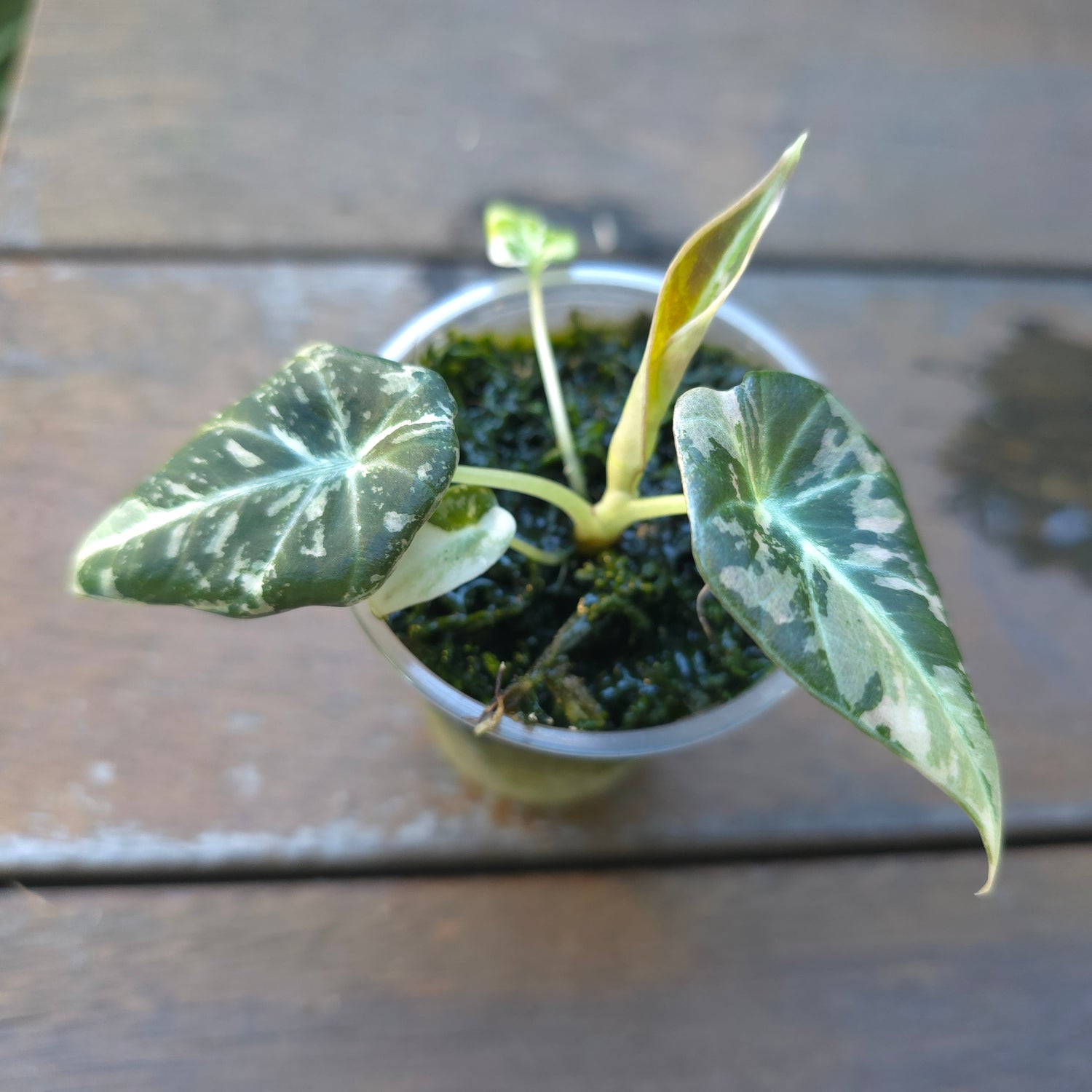 🌿SUPER Rare🌿 Alocasia Black Velvet Variegated, baby plant non tc