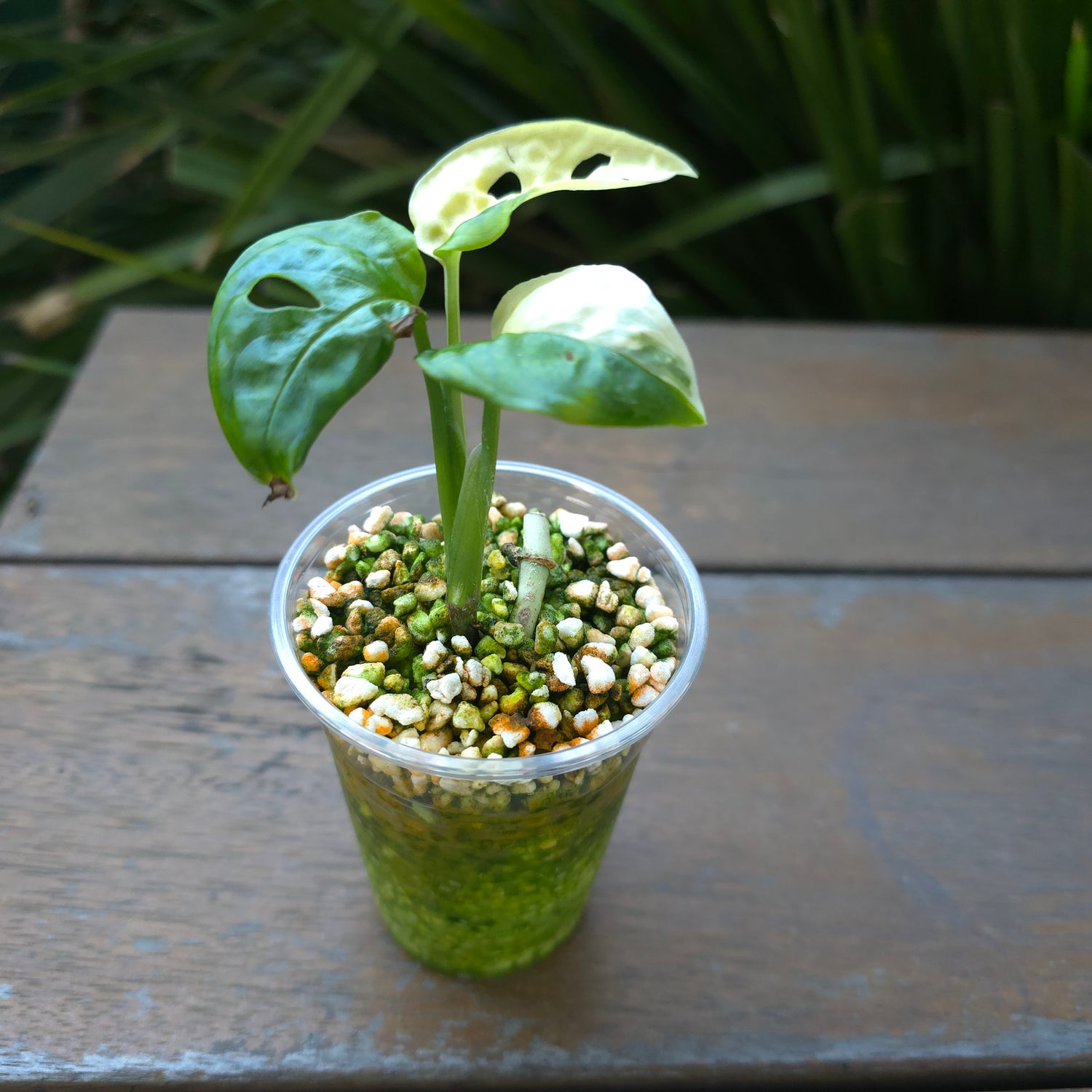 🌿Rare Monstera Adansonii Albo Variegated est baby plant Non tc