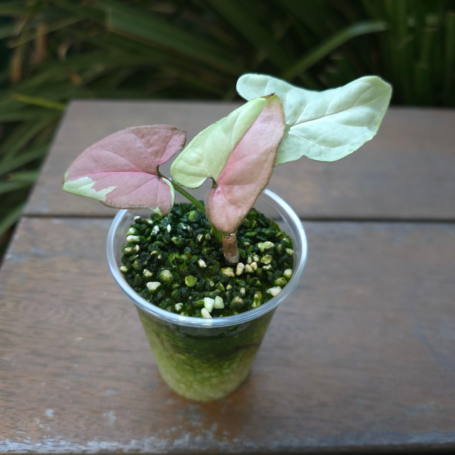 🌿 Rare Syngonium Strawberry Milk established plant non tc 🌿