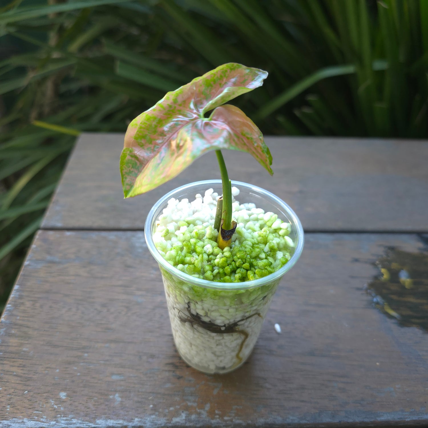 Rare Syngonium Pink Flecked established little Plant non tc
