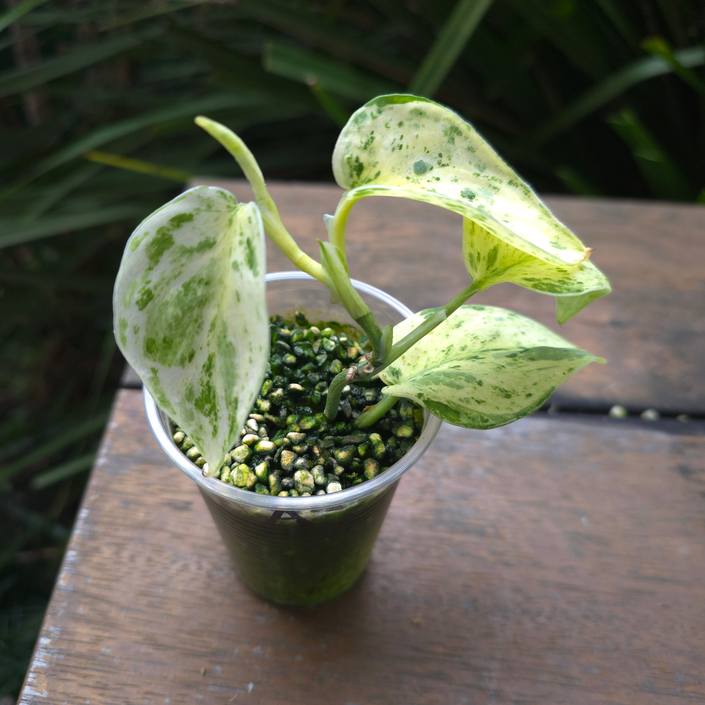 2x avail🌿Rare Scindapsus Jade Satin white Mint Variegated established plants🌿