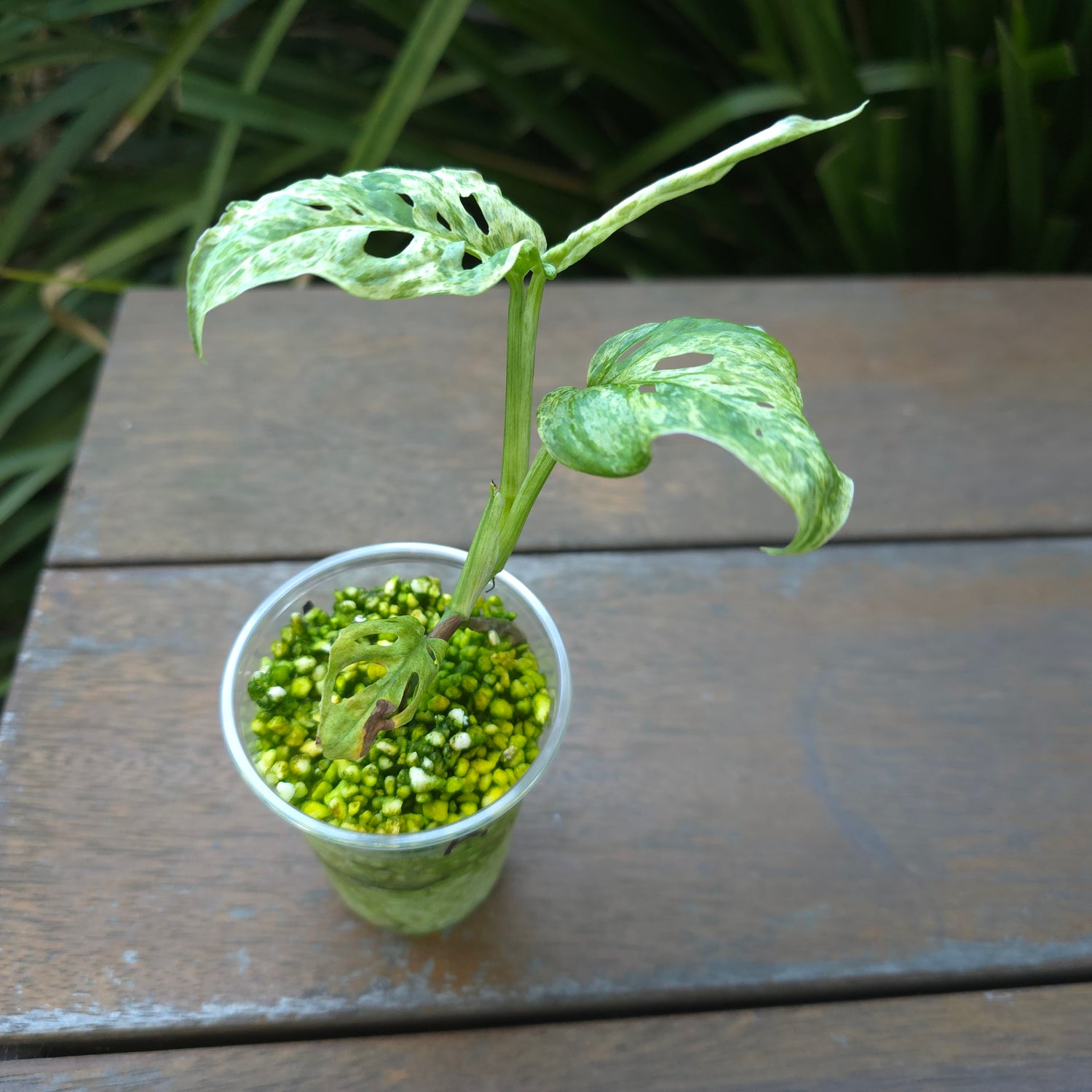 2x avail🌿Rare Monstera Adansonii Mottled / Mint variegated established Plants non tc