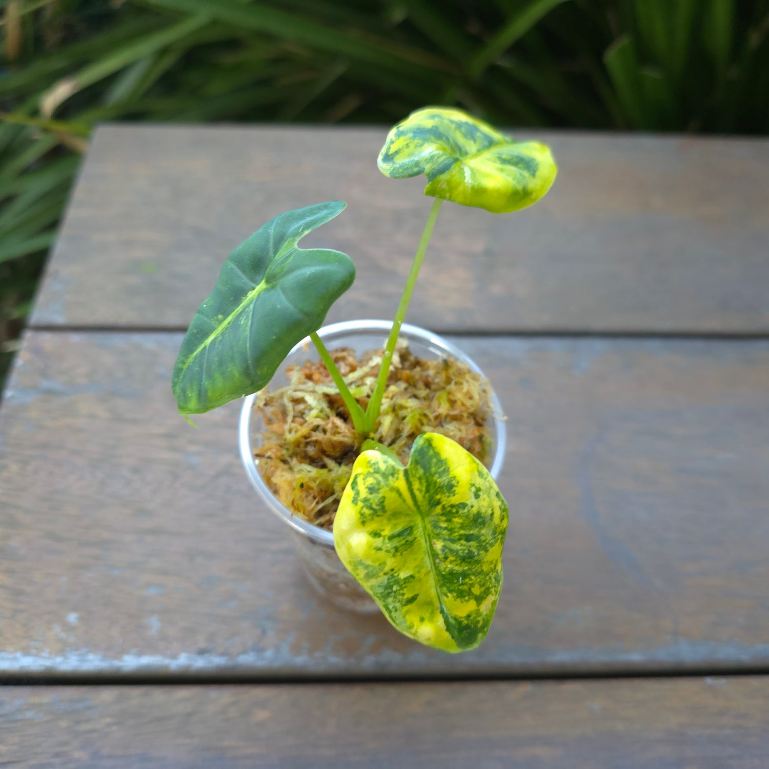 2x avail🔥Super Rare🔥 Alocasia Frydek True Aurea/Yellow variegated baby plants