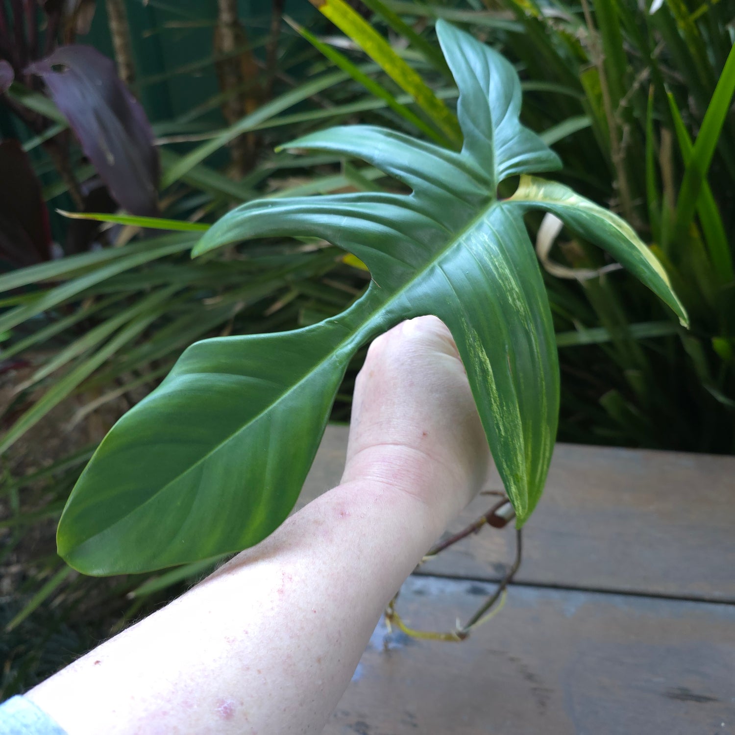 2x avail🌿Rare Philodendron Florida Beauty Variegated ROOTED cuttings