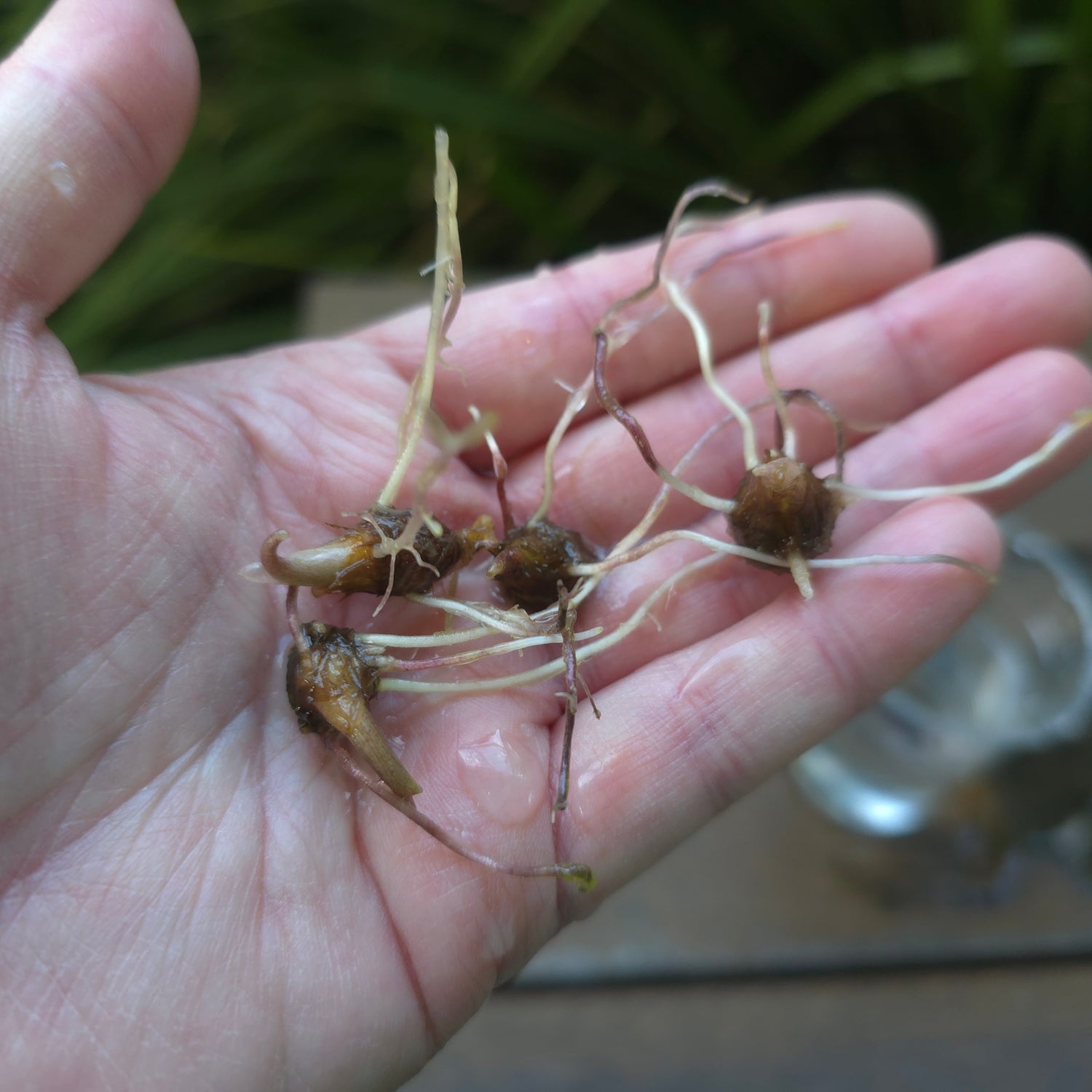 🌿Rare🌿 Alocasia Yucatan Princess variegated rooted & sprouting CORMS! Buy 2 or more & save 25%!!