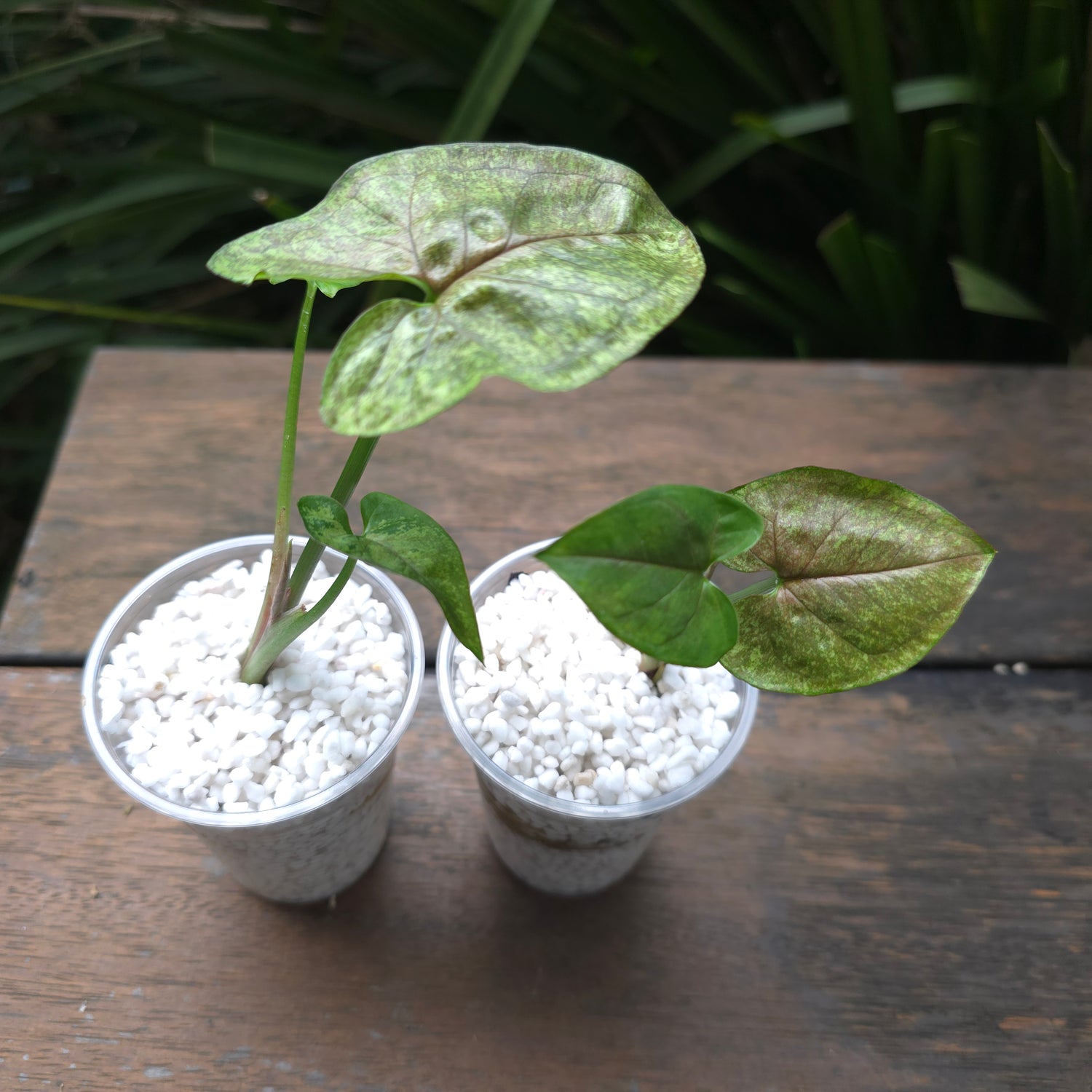 2x avail Rare Syngonium Matcha Sprinkle established plant non tc